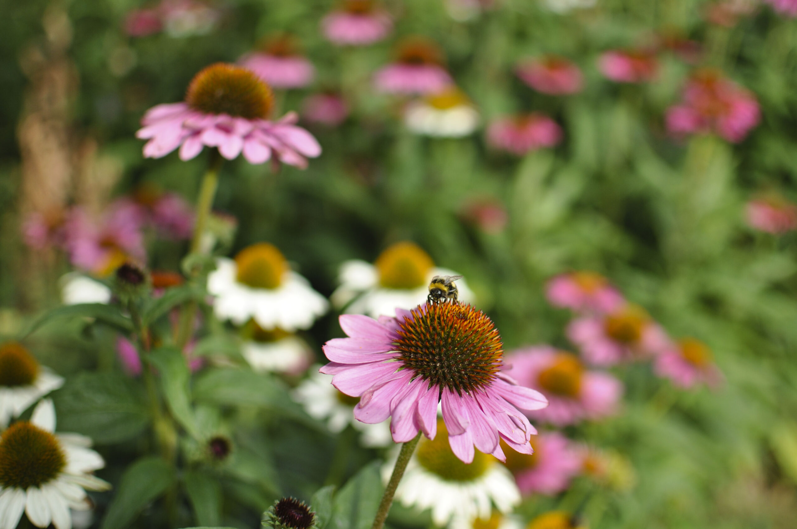 Lievehelp tuinontwerp – Bloemrijke natuurlijke gezinstuin te Mortsel Lievehelp tuinontwerp - Bloemrijke natuurlijke gezinstuin te Mortsel