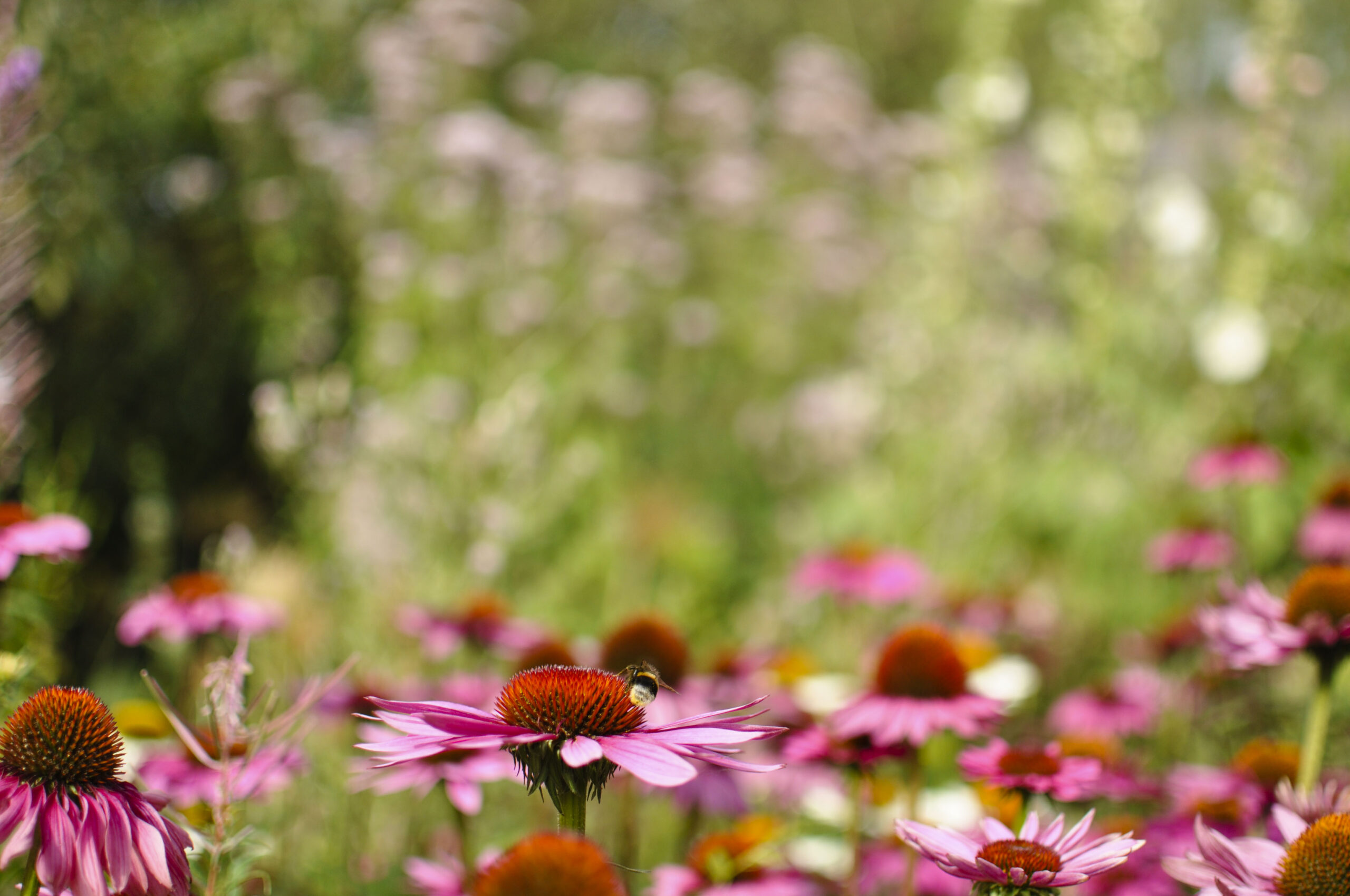 Lievehelp tuinontwerp – Bloemrijke natuurlijke gezinstuin te Mortsel Lievehelp tuinontwerp - Bloemrijke natuurlijke gezinstuin te Mortsel