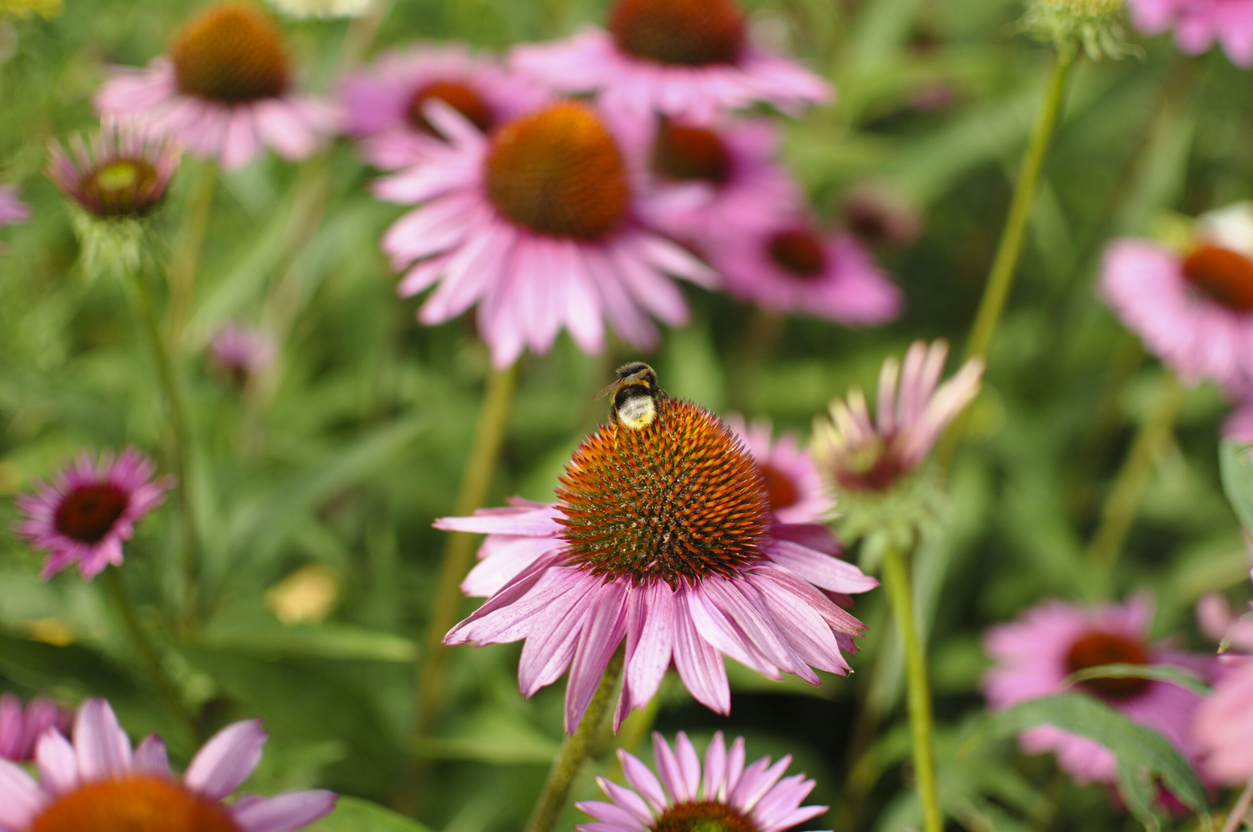 Lievehelp tuinontwerp – Bloemrijke natuurlijke gezinstuin te Mortsel Lievehelp tuinontwerp - Bloemrijke natuurlijke gezinstuin te Mortsel