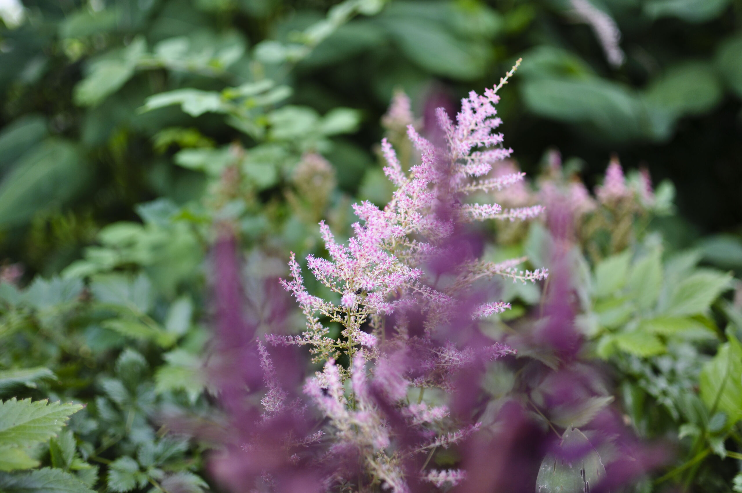 Lievehelp tuinontwerp – Bloemrijke natuurlijke gezinstuin te Mortsel Lievehelp tuinontwerp - Bloemrijke natuurlijke gezinstuin te Mortsel