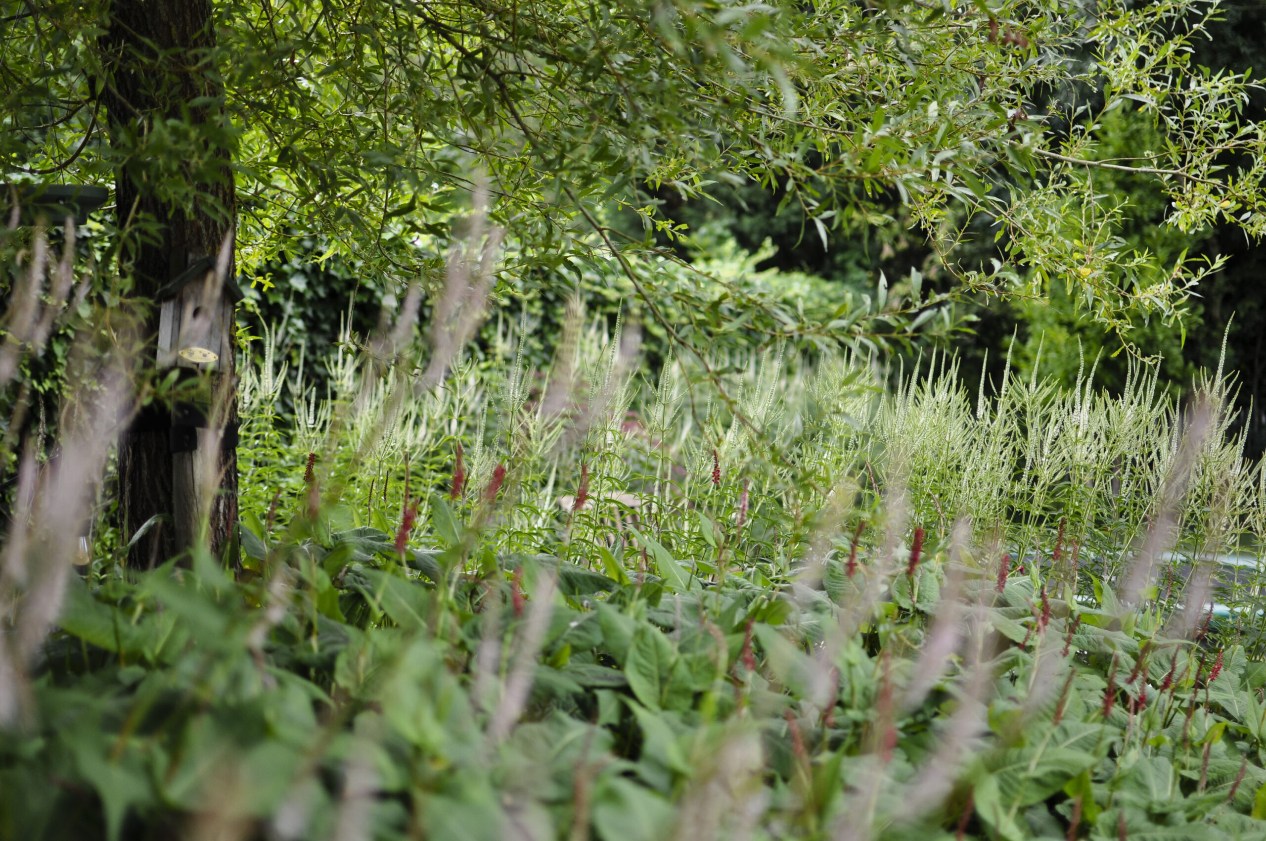 Lievehelp tuinontwerp – Bloemrijke natuurlijke gezinstuin te Mortsel Lievehelp tuinontwerp - Bloemrijke natuurlijke gezinstuin te Mortsel