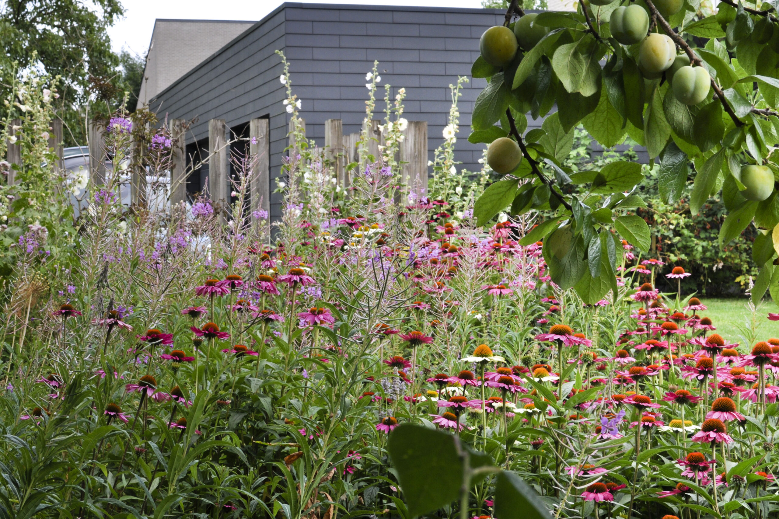 Lievehelp tuinontwerp - Bloemrijke natuurlijke gezinstuin te Mortsel