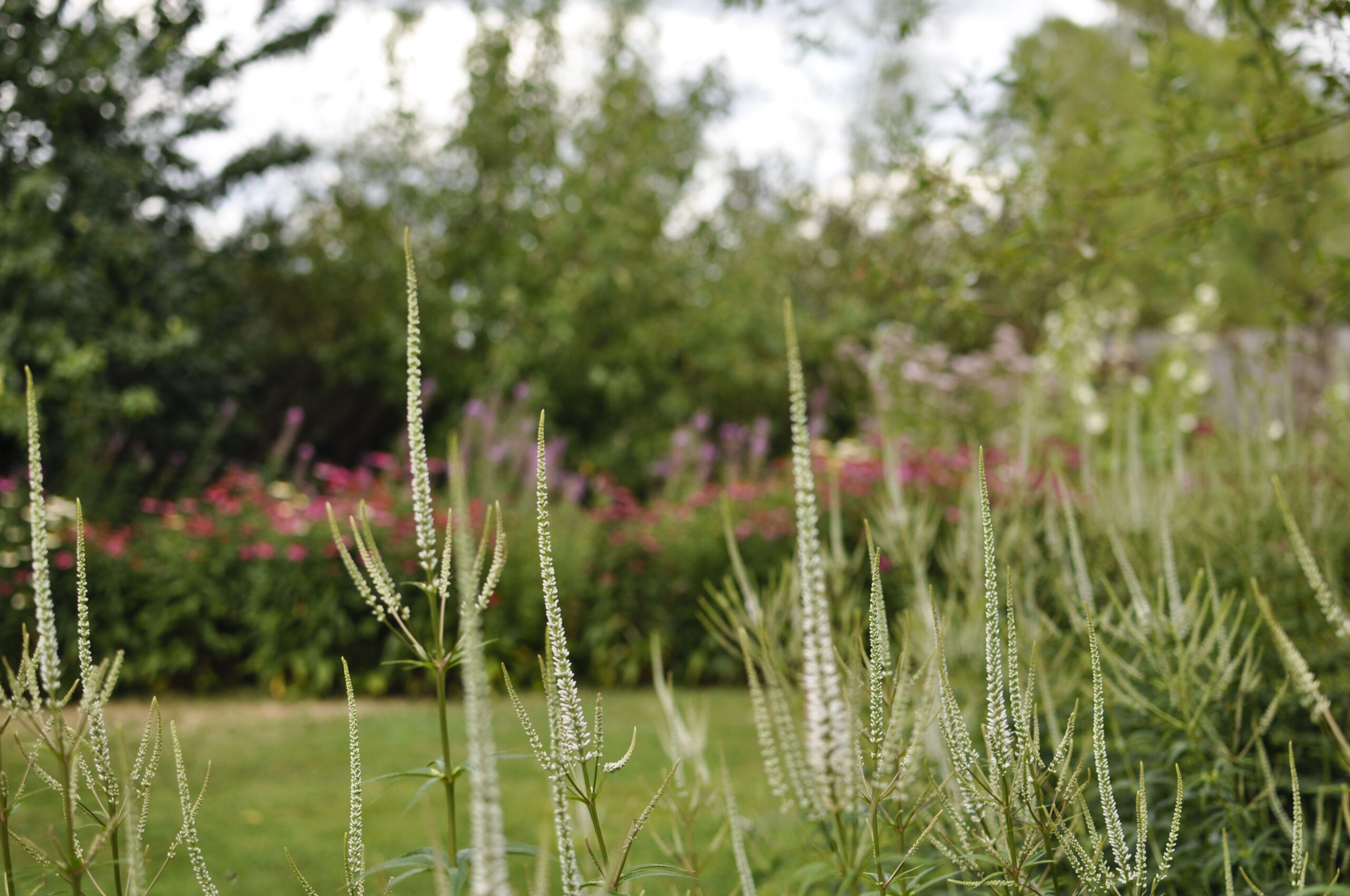 Lievehelp tuinontwerp – Bloemrijke natuurlijke gezinstuin te Mortsel Lievehelp tuinontwerp - Bloemrijke natuurlijke gezinstuin te Mortsel