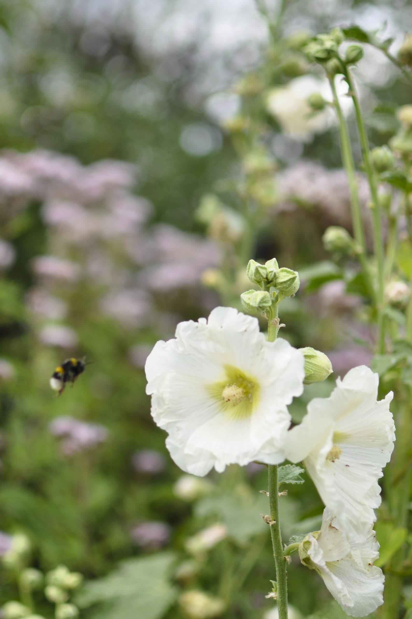 Lievehelp tuinontwerp – Bloemrijke natuurlijke gezinstuin te Mortsel Lievehelp tuinontwerp - Bloemrijke natuurlijke gezinstuin te Mortsel