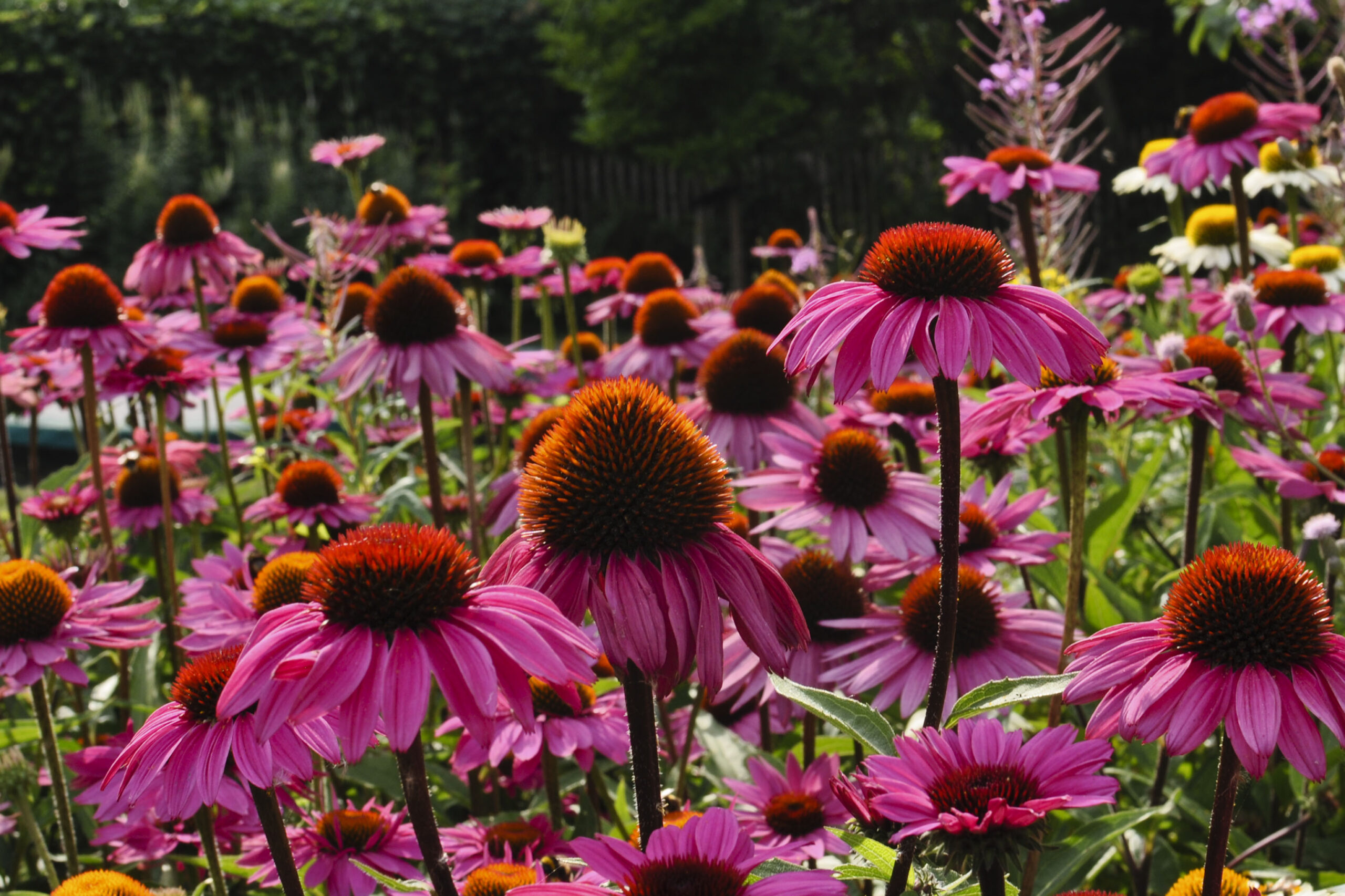 Lievehelp tuinontwerp – Bloemrijke natuurlijke gezinstuin te Mortsel Lievehelp tuinontwerp - Bloemrijke natuurlijke gezinstuin te Mortsel