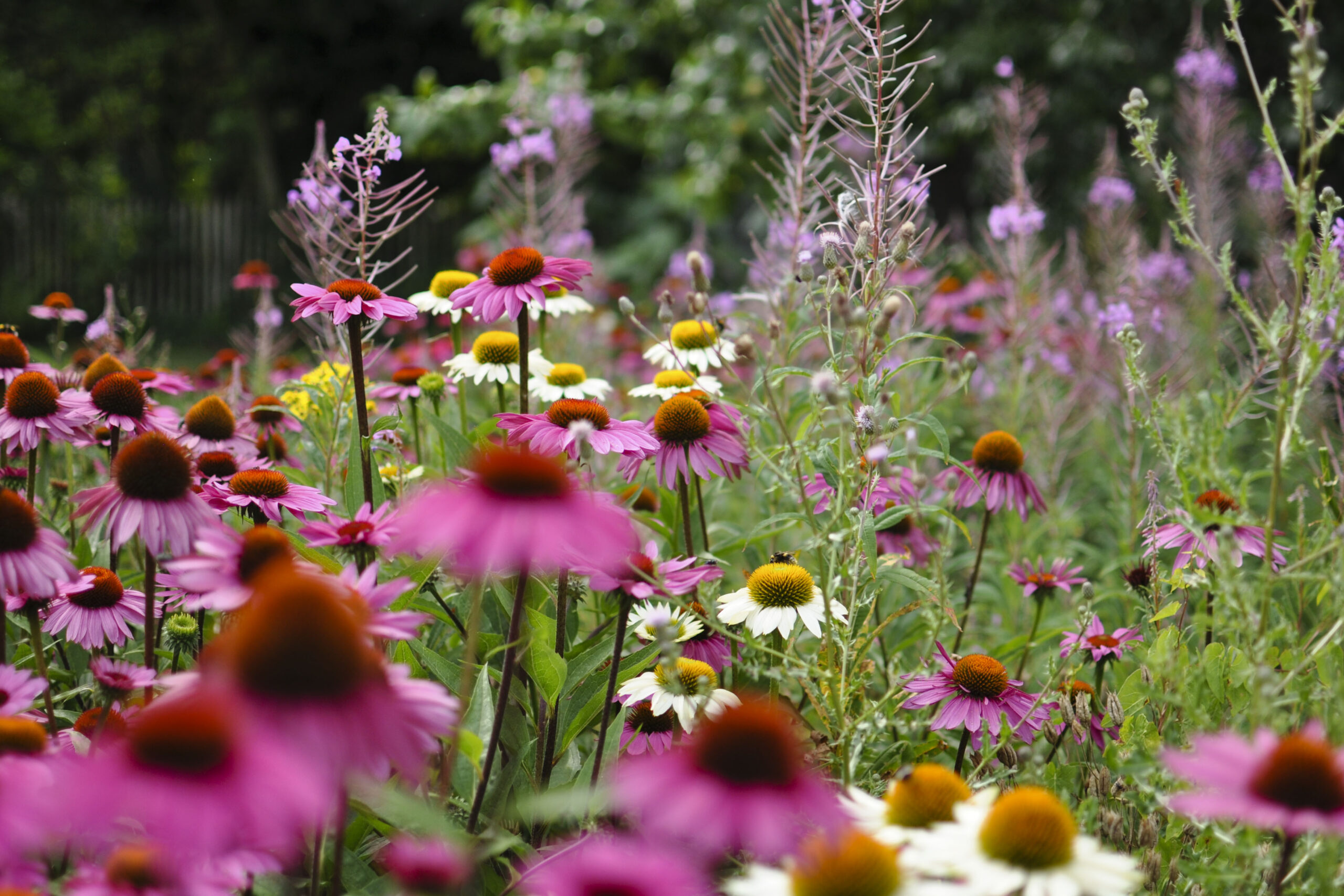 Lievehelp tuinontwerp – Bloemrijke natuurlijke gezinstuin te Mortsel Lievehelp tuinontwerp - Bloemrijke natuurlijke gezinstuin te Mortsel