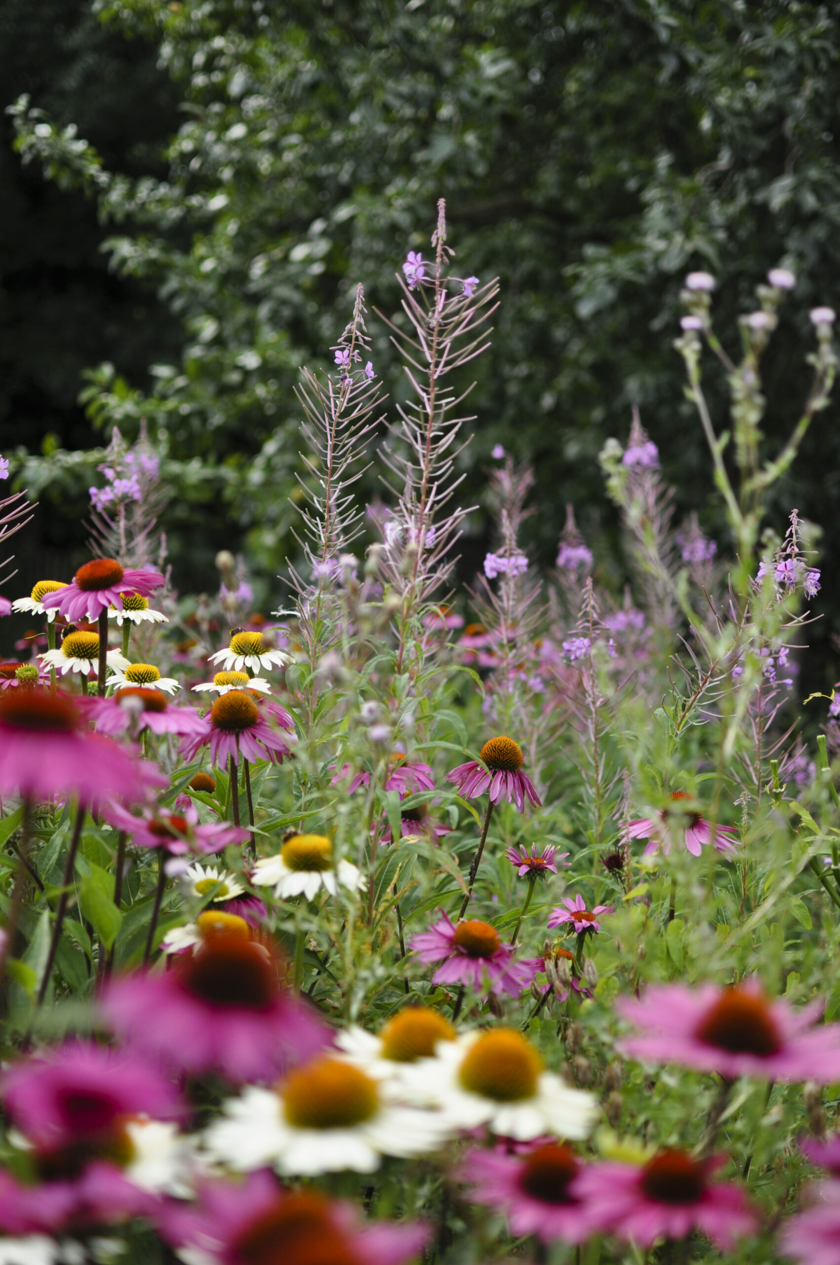 Lievehelp tuinontwerp – Bloemrijke natuurlijke gezinstuin te Mortsel Lievehelp tuinontwerp - Bloemrijke natuurlijke gezinstuin te Mortsel