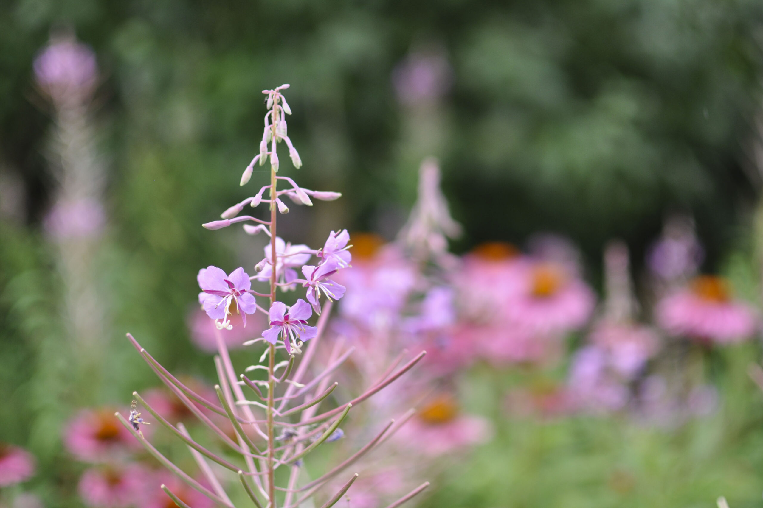 Lievehelp tuinontwerp – Bloemrijke natuurlijke gezinstuin te Mortsel Lievehelp tuinontwerp - Bloemrijke natuurlijke gezinstuin te Mortsel