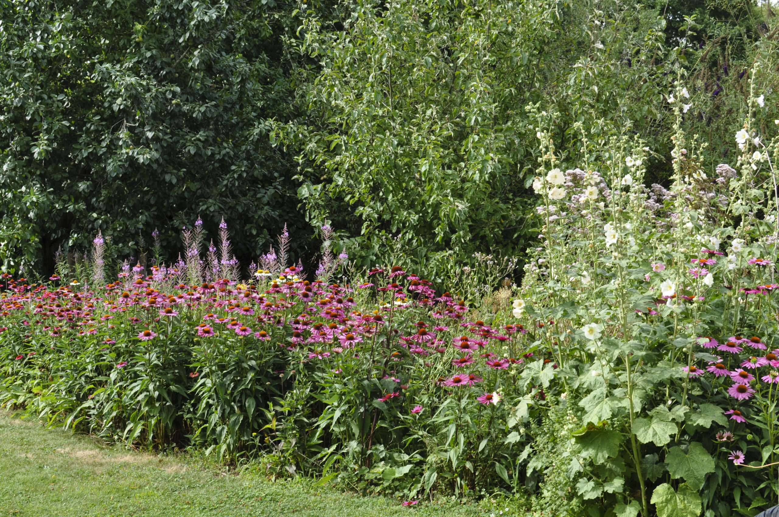 Lievehelp tuinontwerp – Bloemrijke natuurlijke gezinstuin te Mortsel Lievehelp tuinontwerp - Bloemrijke natuurlijke gezinstuin te Mortsel