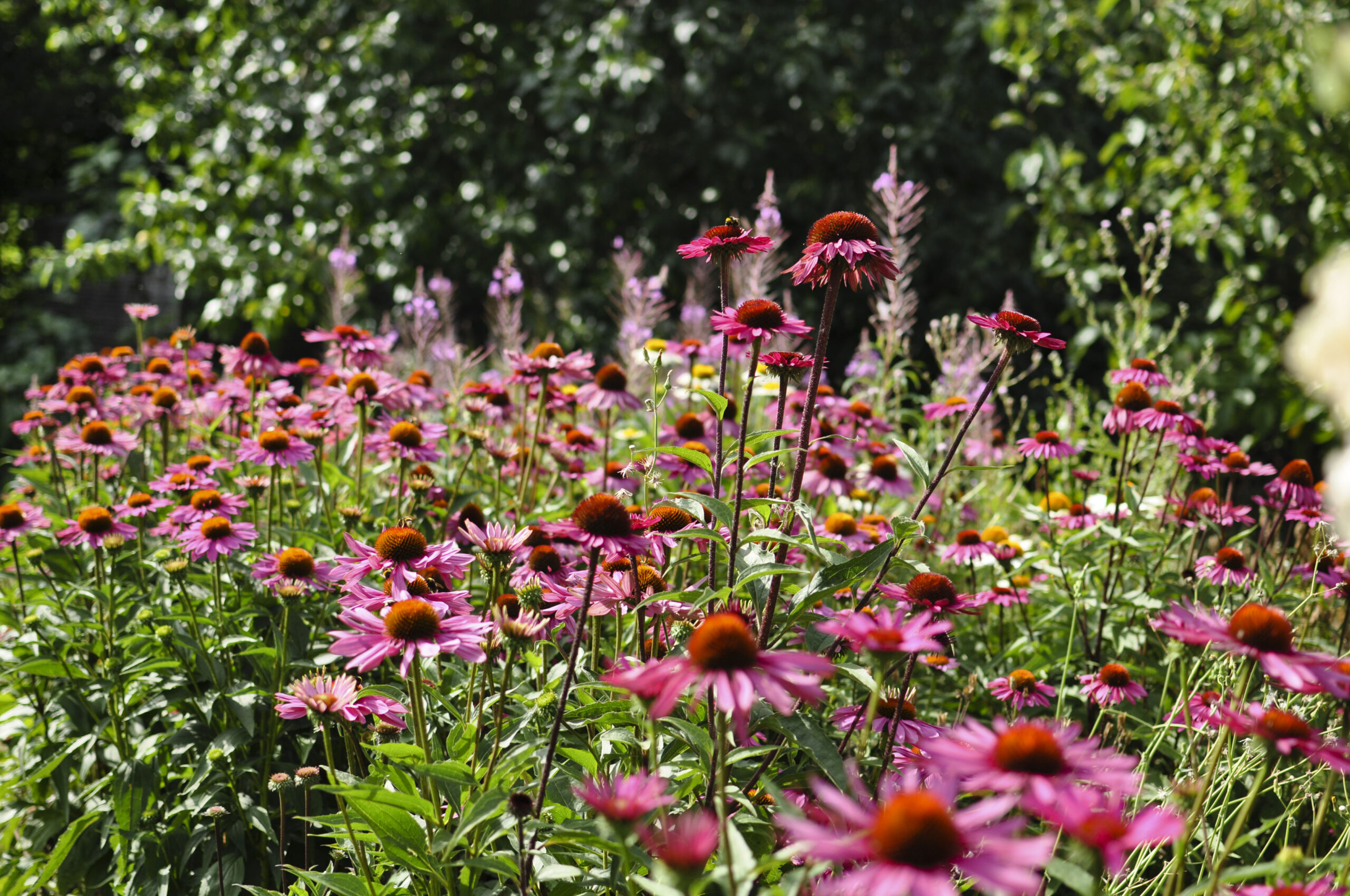 Lievehelp tuinontwerp - Bloemrijke natuurlijke gezinstuin te Mortsel