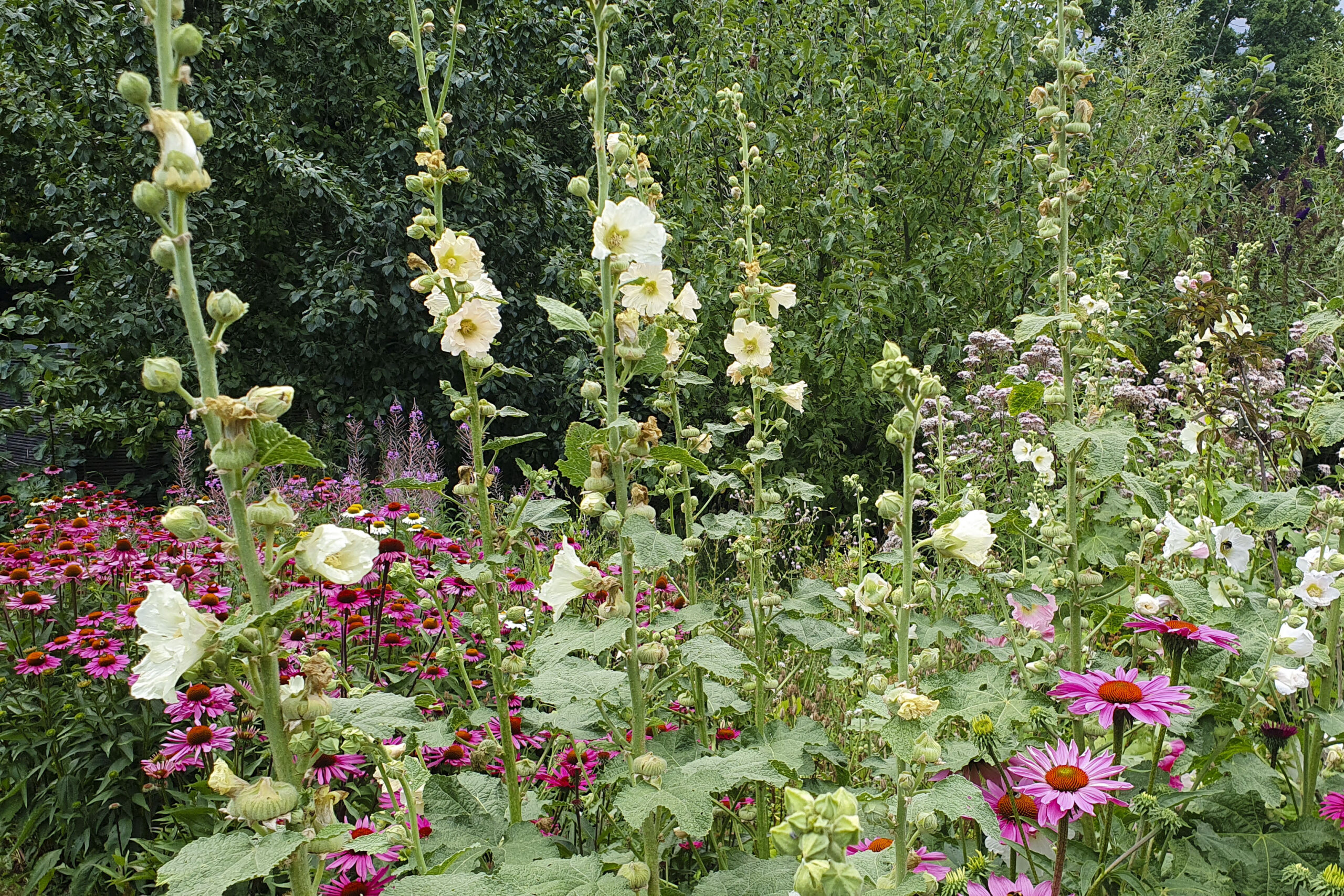 Lievehelp tuinontwerp – Bloemrijke natuurlijke gezinstuin te Mortsel Lievehelp tuinontwerp - Bloemrijke natuurlijke gezinstuin te Mortsel