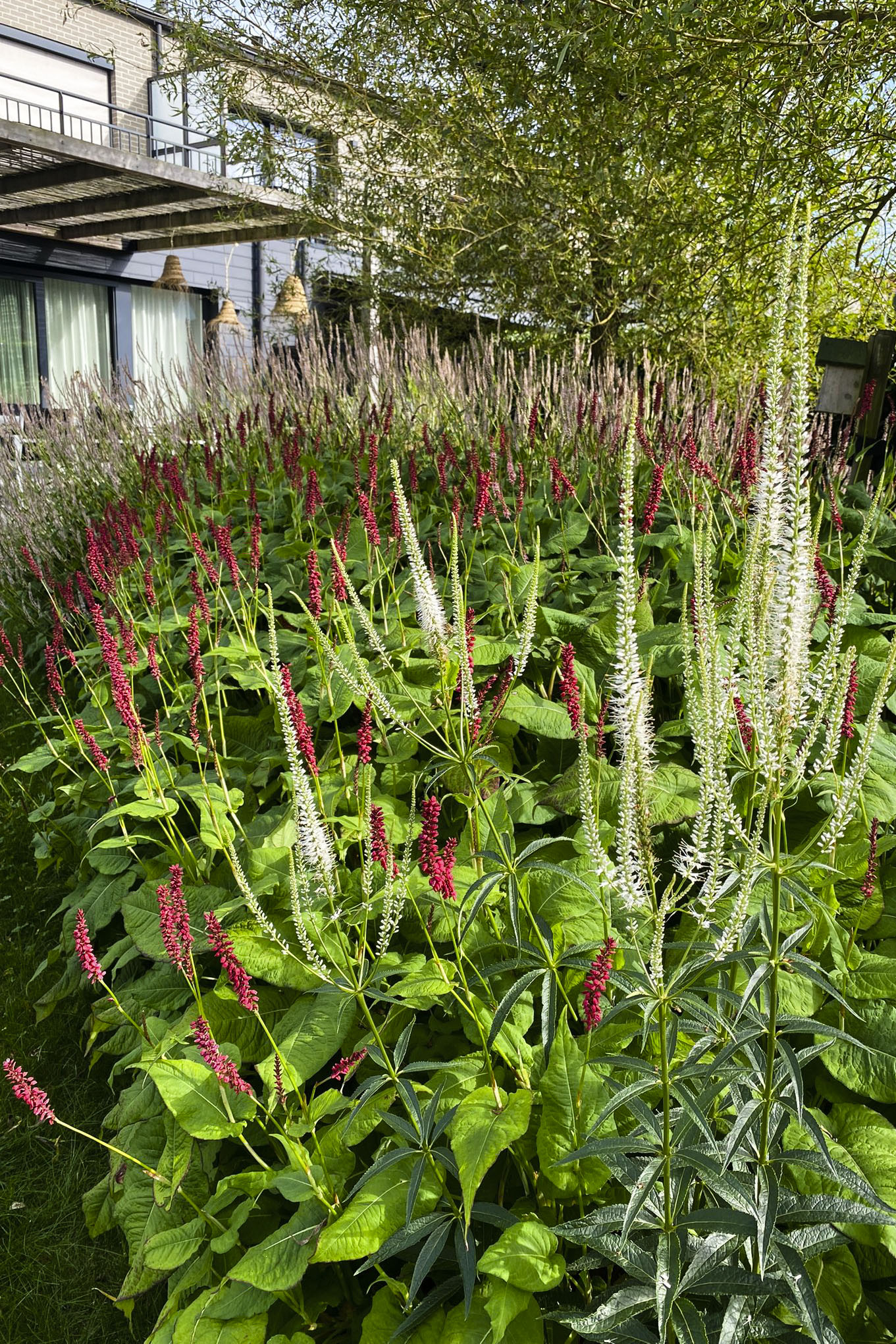 Lievehelp tuinontwerp – Bloemrijke natuurlijke gezinstuin te Mortsel Lievehelp tuinontwerp - Bloemrijke natuurlijke gezinstuin te Mortsel