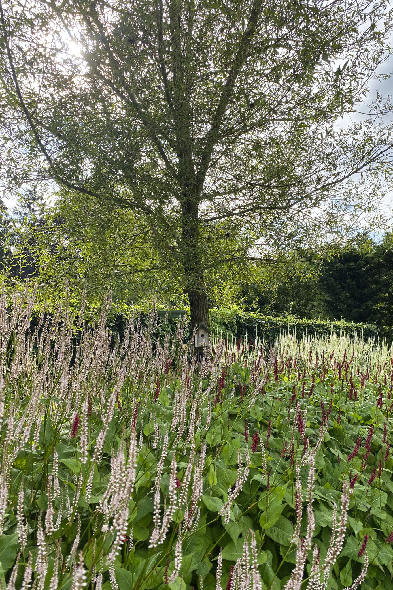 Lievehelp tuinontwerp – Bloemrijke natuurlijke gezinstuin te Mortsel Lievehelp tuinontwerp - Bloemrijke natuurlijke gezinstuin te Mortsel