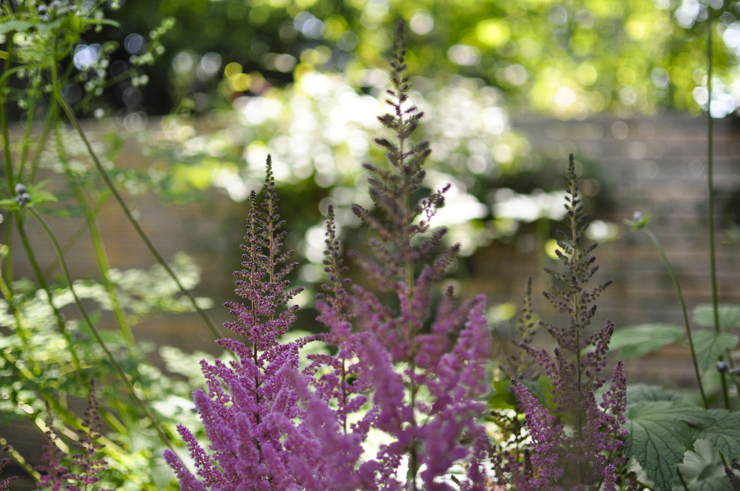 Lievehelp tuinontwerp - stadstuin met schaduwbeplanting Mortsel