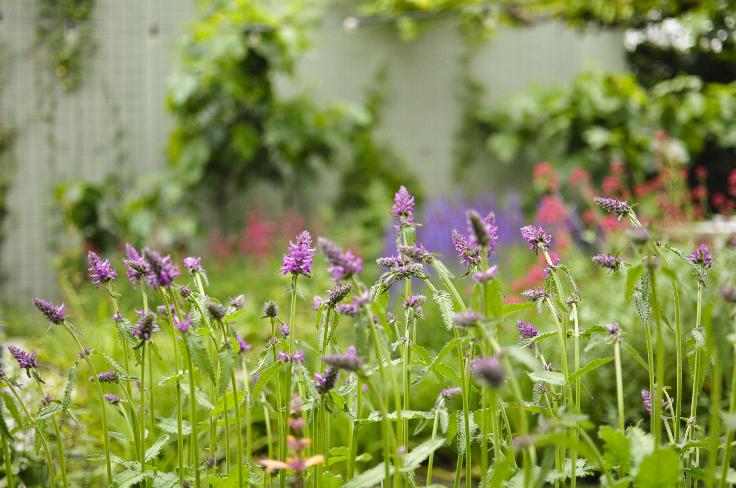 Lievehelp tuinontwerp – Natuurlijke bloemrijke tuin Mortsel Lievehelp tuinontwerp - Natuurlijke bloemrijke tuin Mortsel
