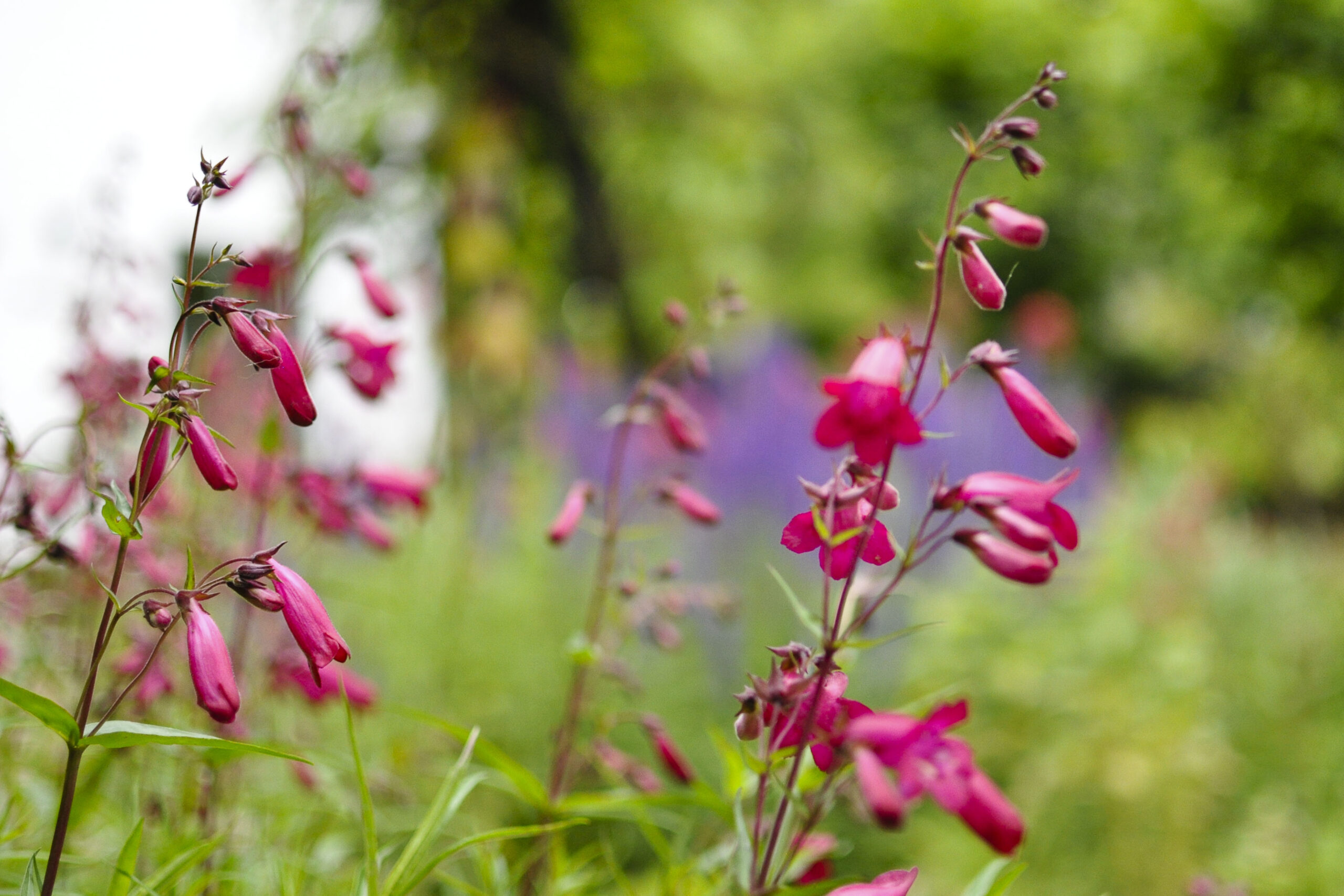 Lievehelp tuinontwerp – Natuurlijke bloemrijke tuin Mortsel Lievehelp tuinontwerp - Natuurlijke bloemrijke tuin Mortsel