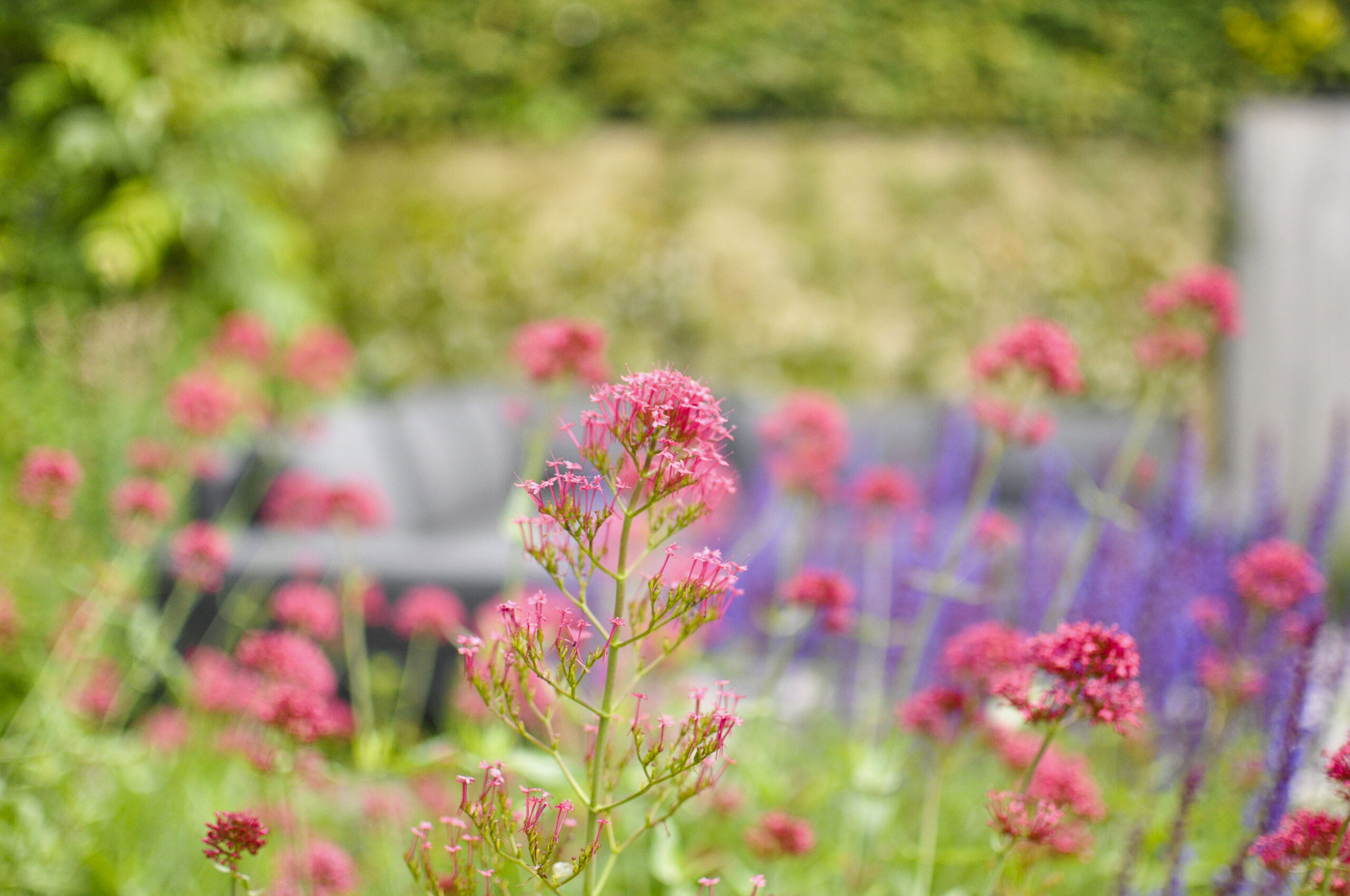 Lievehelp tuinontwerp – Natuurlijke bloemrijke tuin Mortsel Lievehelp tuinontwerp - Natuurlijke bloemrijke tuin Mortsel