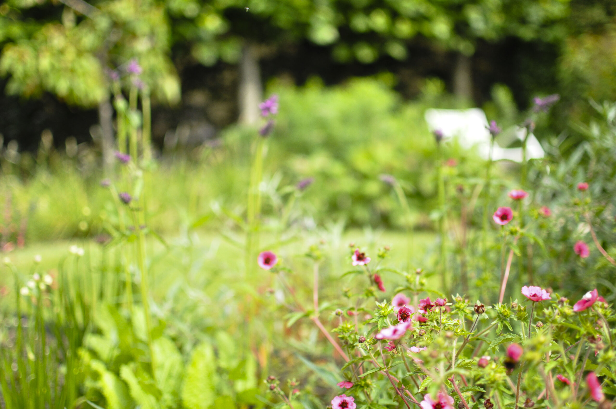 Lievehelp tuinontwerp – Natuurlijke bloemrijke tuin Mortsel Lievehelp tuinontwerp - Natuurlijke bloemrijke tuin Mortsel