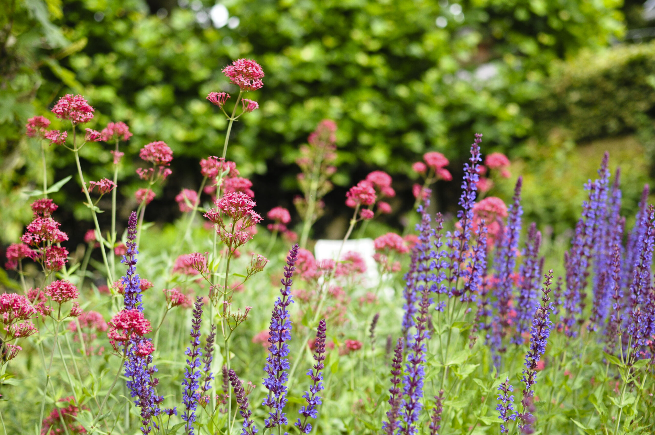 Lievehelp tuinontwerp - Natuurlijke bloemrijke tuin Mortsel