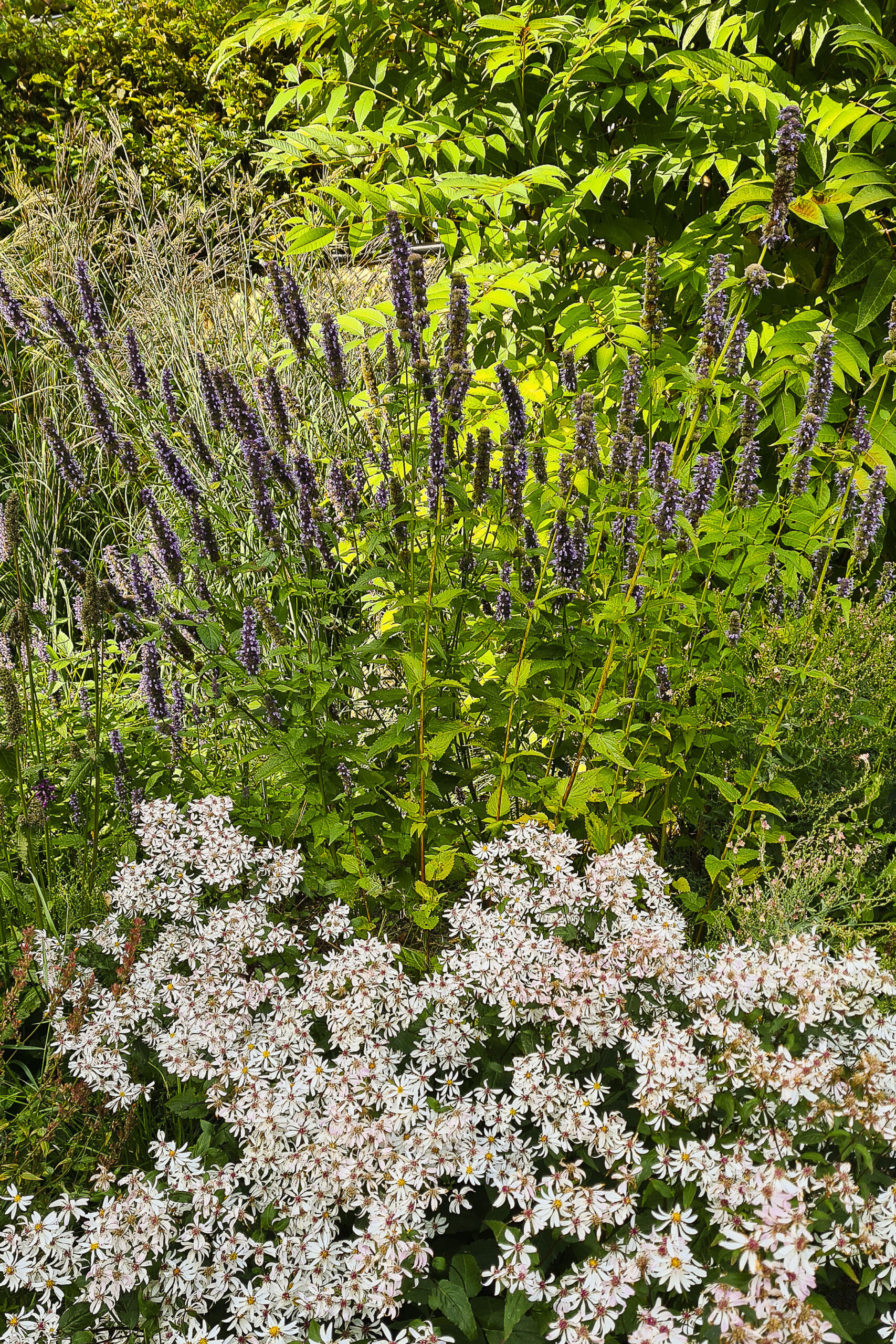 Lievehelp tuinontwerp – Natuurlijke bloemrijke tuin Mortsel Lievehelp tuinontwerp - Natuurlijke bloemrijke tuin Mortsel