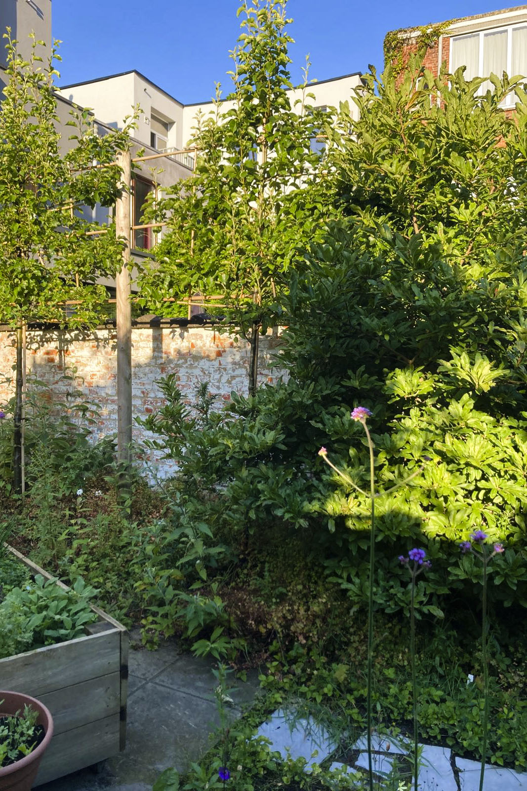 Lievehelp tuinontwerp – Biodiverse, wilde stadstuin te Berchem Lievehelp tuinontwerp - Biodiverse, wilde stadstuin te Berchem