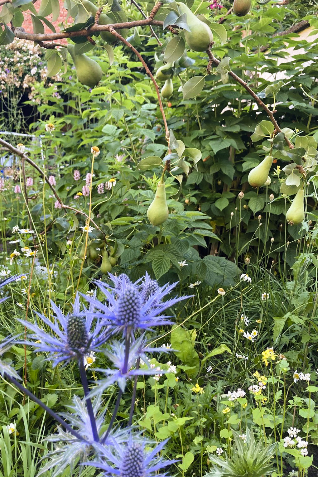 Lievehelp tuinontwerp - Biodiverse, wilde stadstuin te Berchem