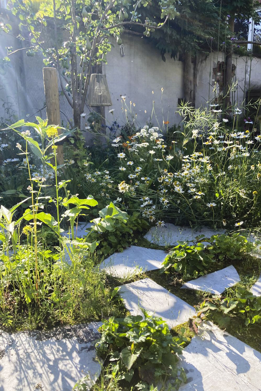 Lievehelp tuinontwerp – Biodiverse, wilde stadstuin te Berchem Lievehelp tuinontwerp - Biodiverse, wilde stadstuin te Berchem