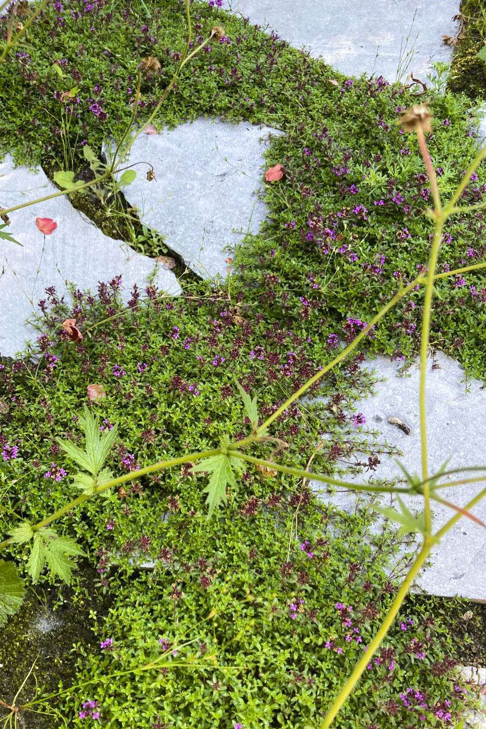 Lievehelp tuinontwerp – Biodiverse, wilde stadstuin te Berchem Lievehelp tuinontwerp - Biodiverse, wilde stadstuin te Berchem
