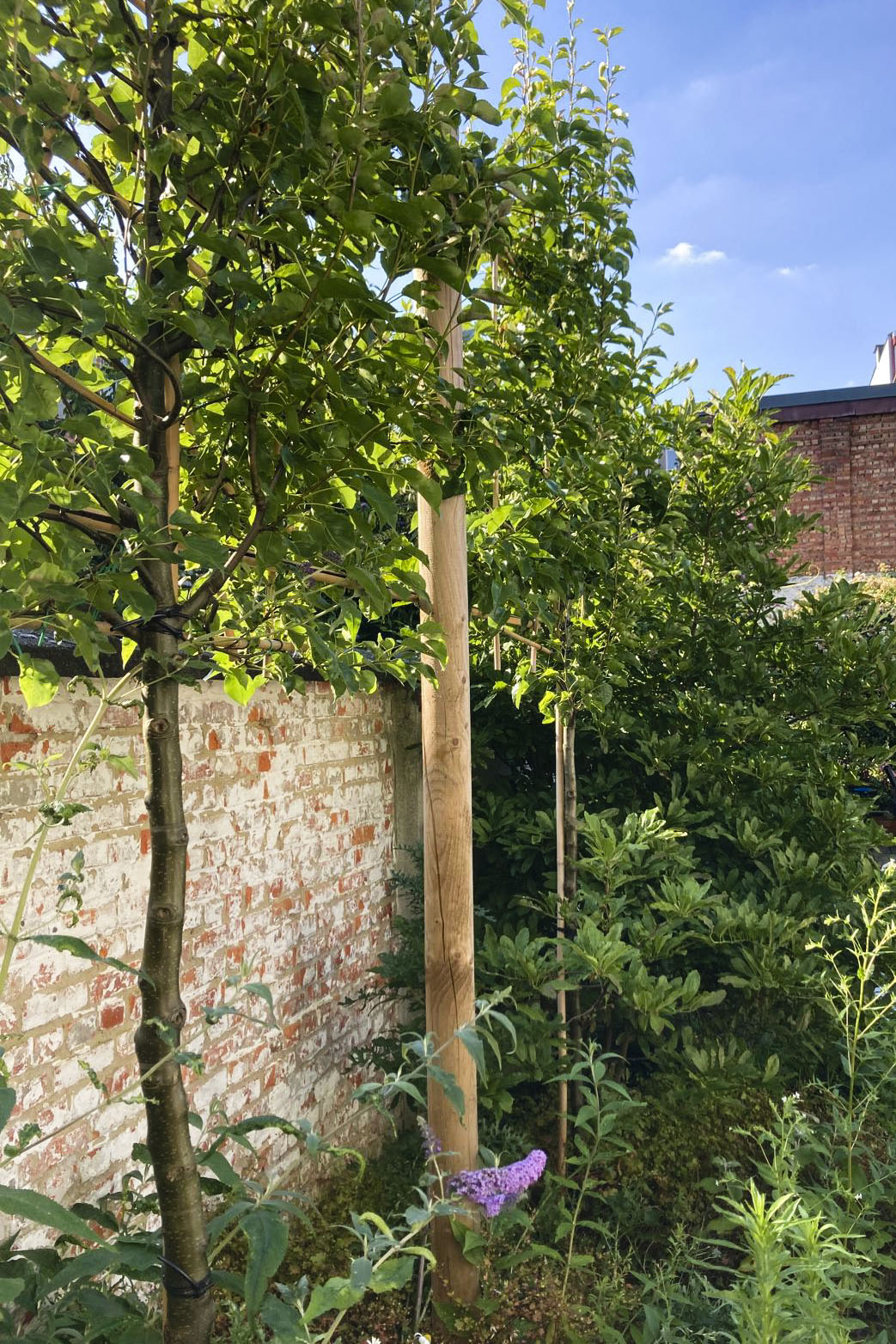 Lievehelp tuinontwerp – Biodiverse, wilde stadstuin te Berchem Lievehelp tuinontwerp - Biodiverse, wilde stadstuin te Berchem