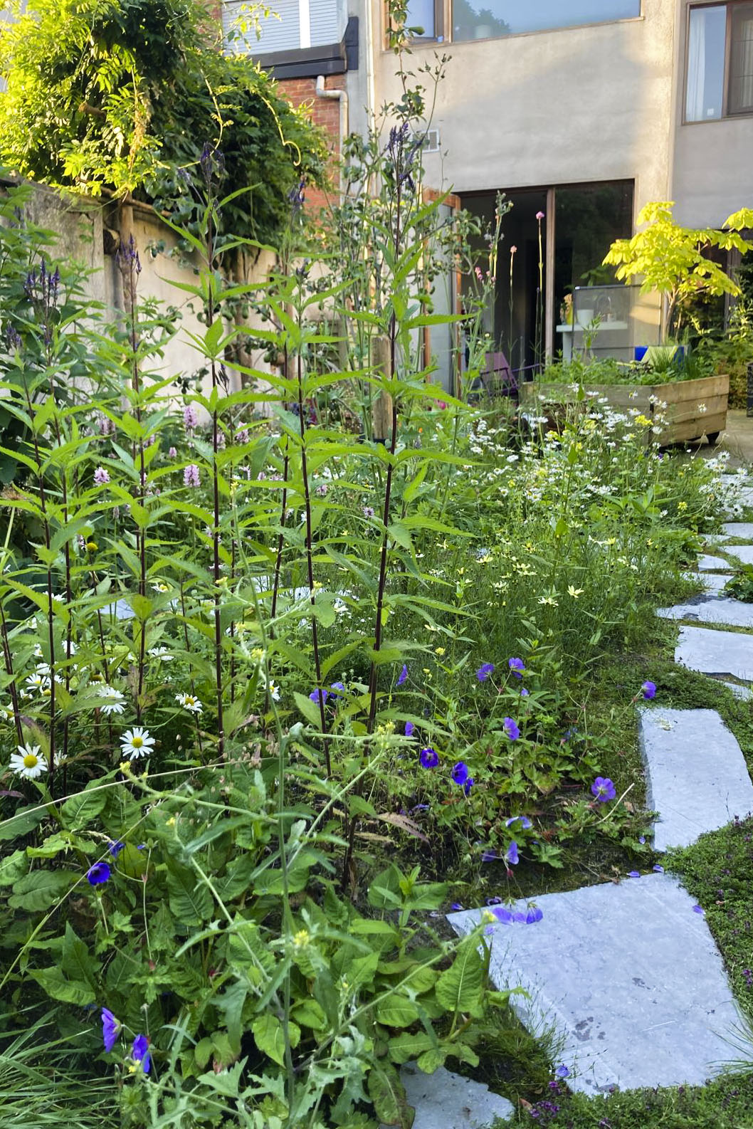 Lievehelp tuinontwerp – Biodiverse, wilde stadstuin te Berchem Lievehelp tuinontwerp - Biodiverse, wilde stadstuin te Berchem