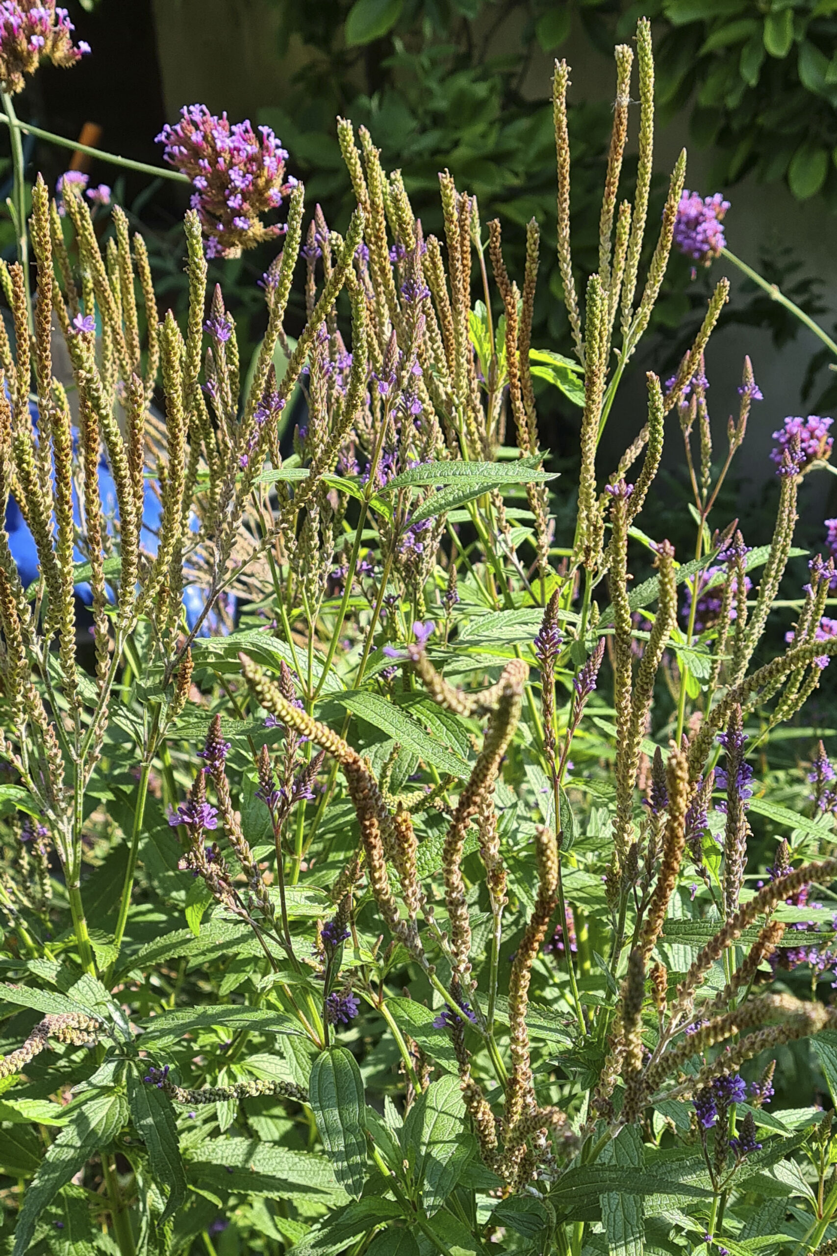 Lievehelp tuinontwerp – Biodiverse, wilde stadstuin te Berchem Lievehelp tuinontwerp - Biodiverse, wilde stadstuin te Berchem