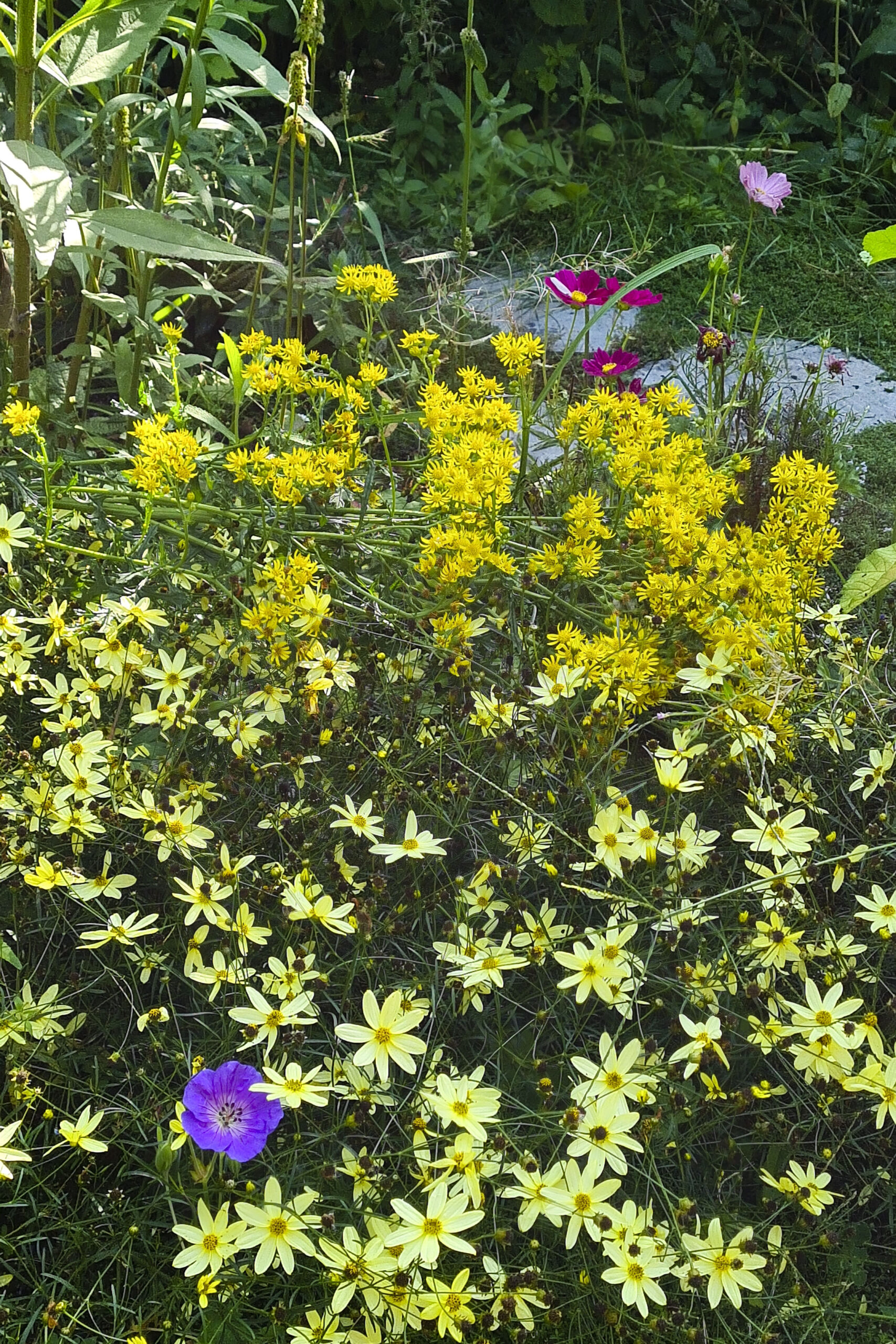 Lievehelp tuinontwerp – Biodiverse, wilde stadstuin te Berchem Lievehelp tuinontwerp - Biodiverse, wilde stadstuin te Berchem