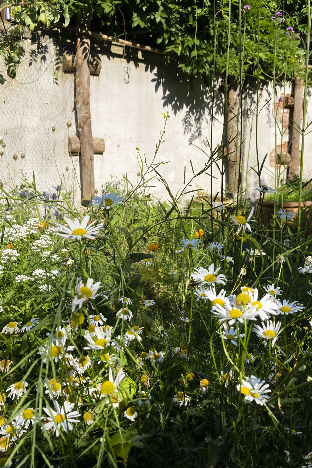 Lievehelp tuinontwerp – Biodiverse, wilde stadstuin te Berchem Lievehelp tuinontwerp - Biodiverse, wilde stadstuin te Berchem