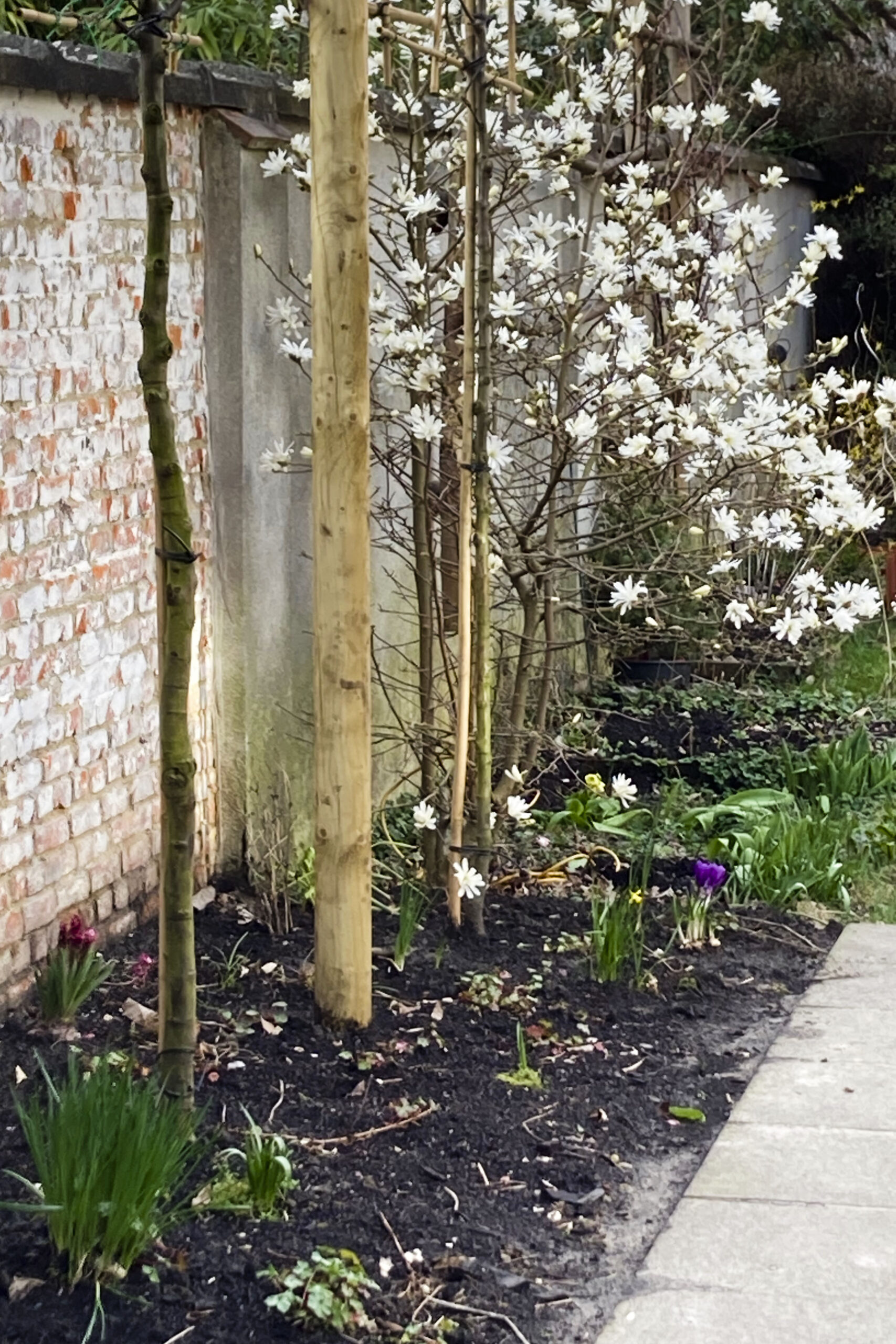 Lievehelp tuinontwerp – Biodiverse, wilde stadstuin te Berchem Lievehelp tuinontwerp - Biodiverse, wilde stadstuin te Berchem