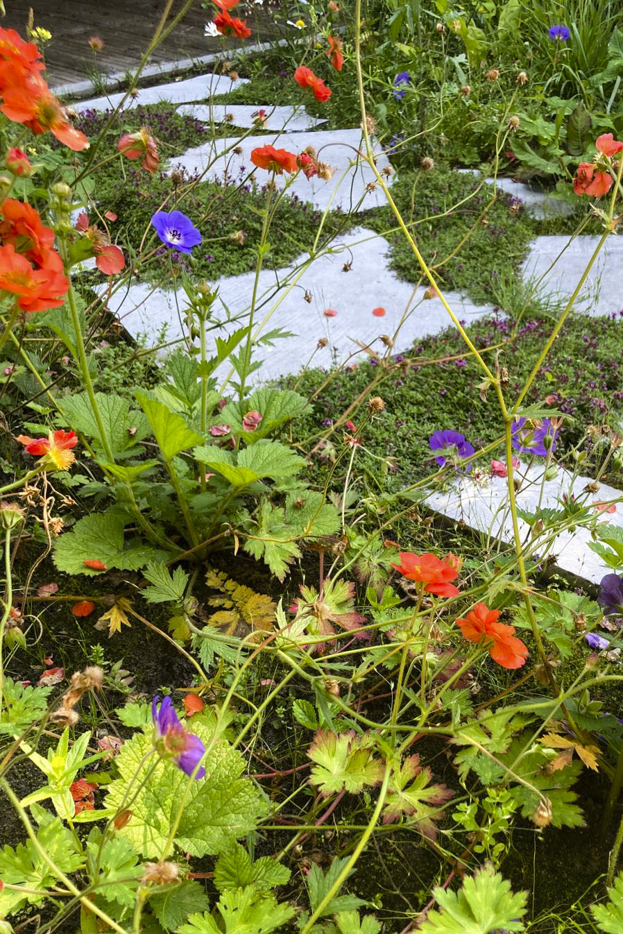 Lievehelp tuinontwerp – Biodiverse, wilde stadstuin te Berchem Lievehelp tuinontwerp - Biodiverse, wilde stadstuin te Berchem