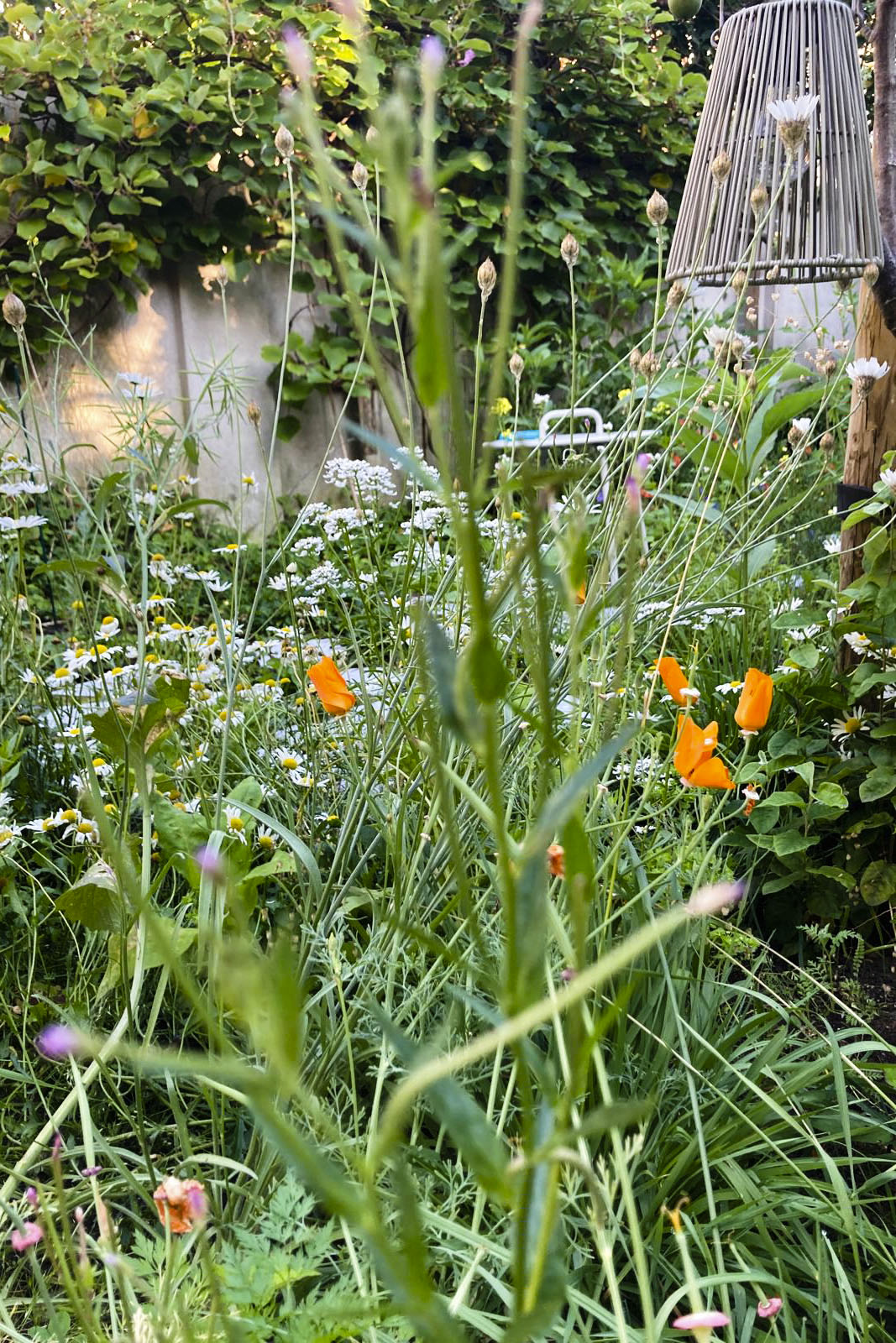 Lievehelp tuinontwerp – Biodiverse, wilde stadstuin te Berchem Lievehelp tuinontwerp - Biodiverse, wilde stadstuin te Berchem