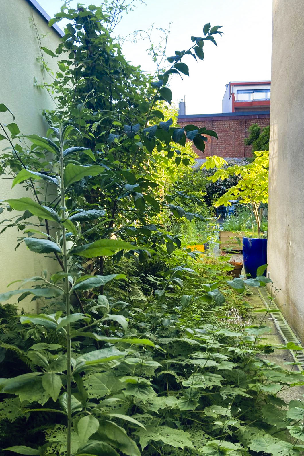 Lievehelp tuinontwerp – Biodiverse, wilde stadstuin te Berchem Lievehelp tuinontwerp - Biodiverse, wilde stadstuin te Berchem