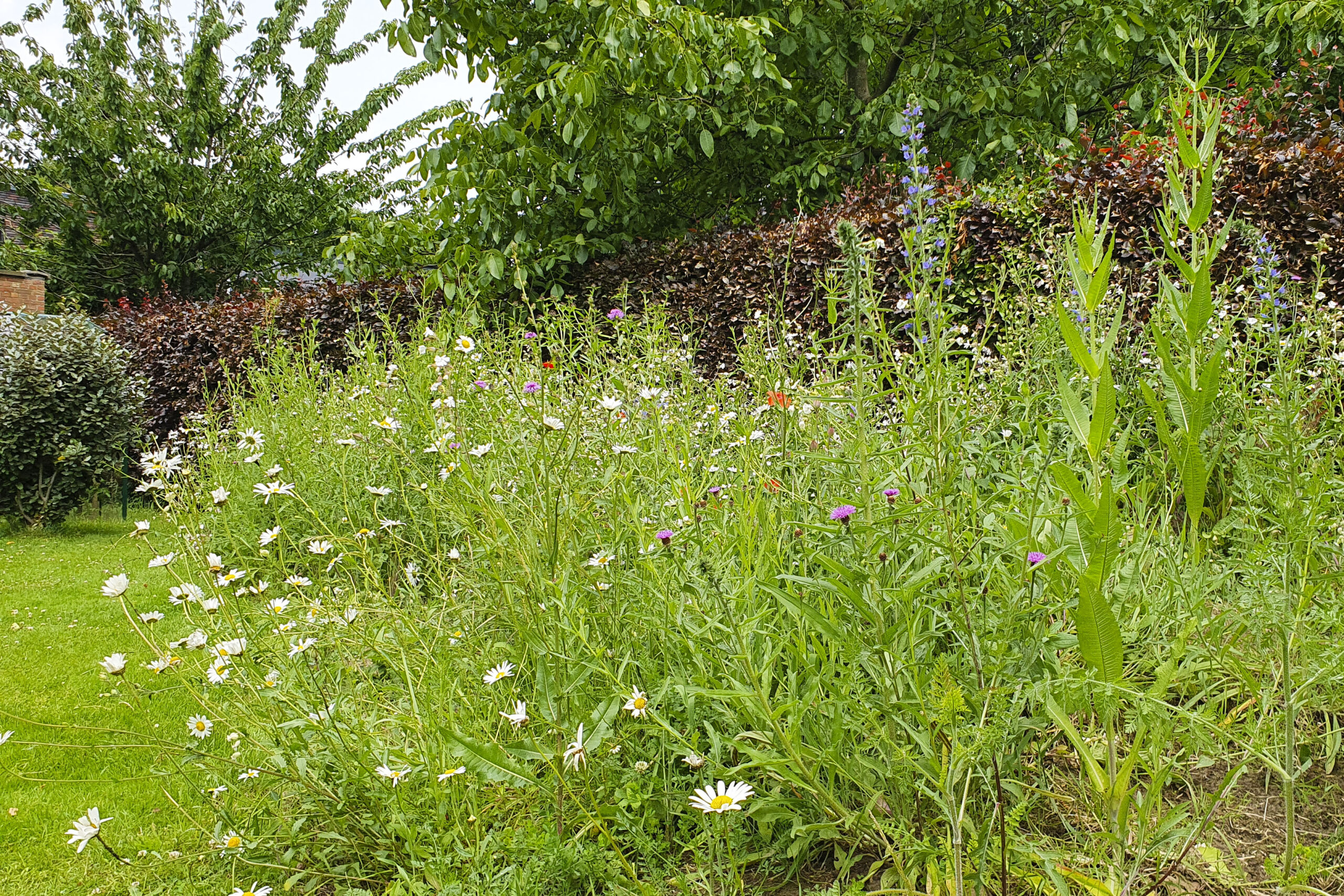 Lievehelp tuinontwerp – Biodiverse kruidentuin, wadi en bloemenweide Wilrijk Lievehelp tuinontwerp - Biodiverse kruidentuin, wadi en bloemenweide Wilrijk