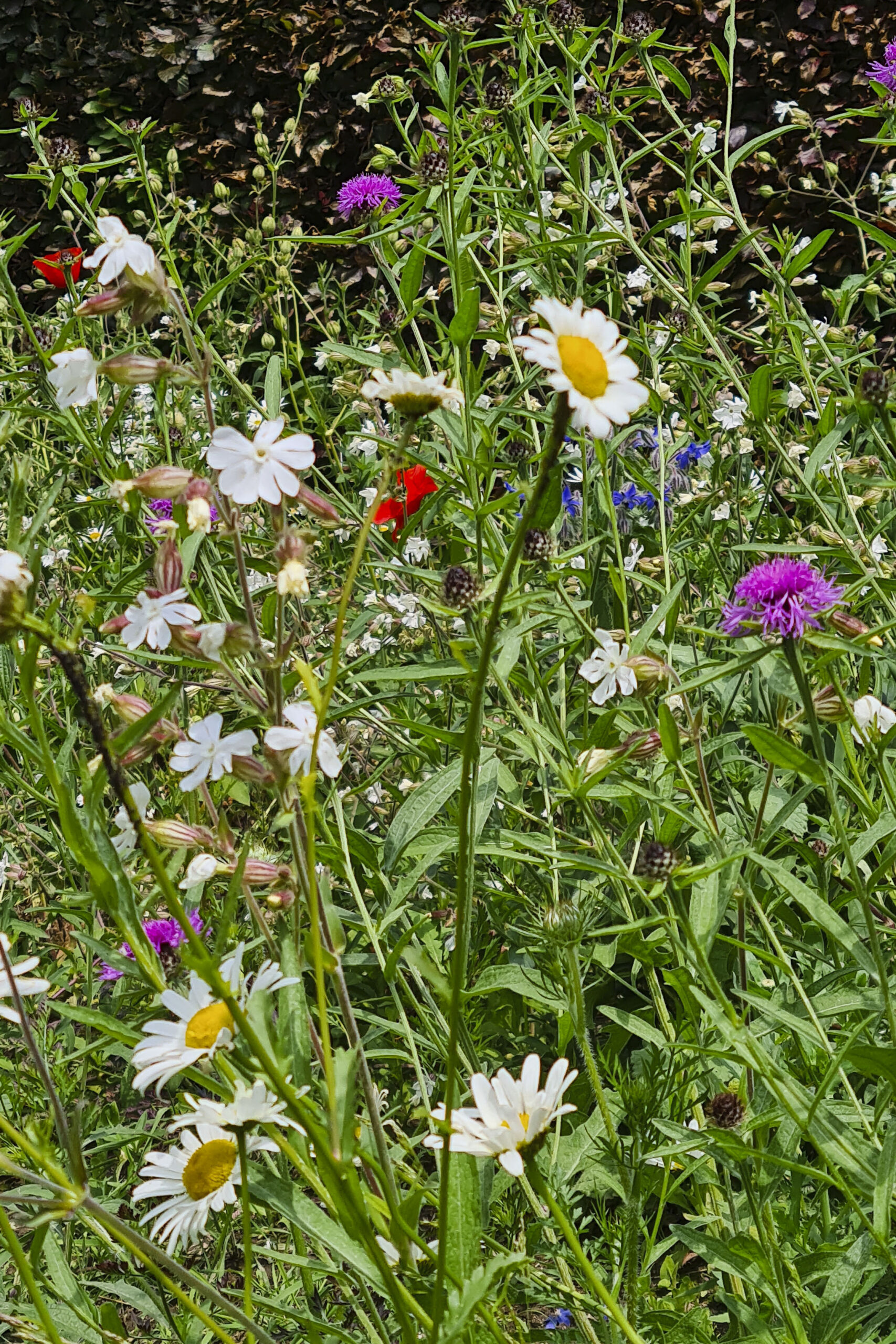 Lievehelp tuinontwerp – Biodiverse kruidentuin, wadi en bloemenweide Wilrijk Lievehelp tuinontwerp - Biodiverse kruidentuin, wadi en bloemenweide Wilrijk