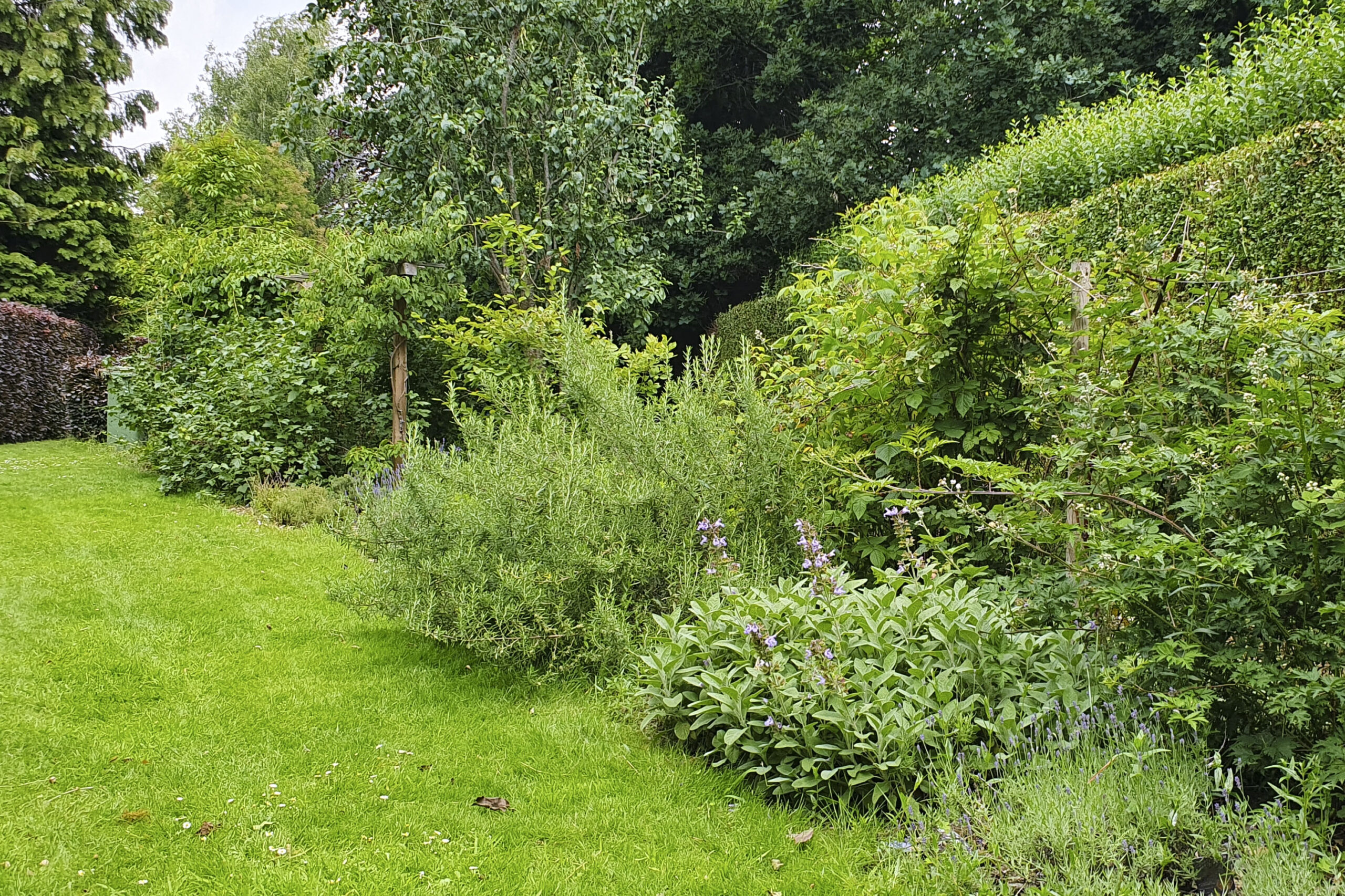 Lievehelp tuinontwerp – Biodiverse kruidentuin, wadi en bloemenweide Wilrijk Lievehelp tuinontwerp - Biodiverse kruidentuin, wadi en bloemenweide Wilrijk