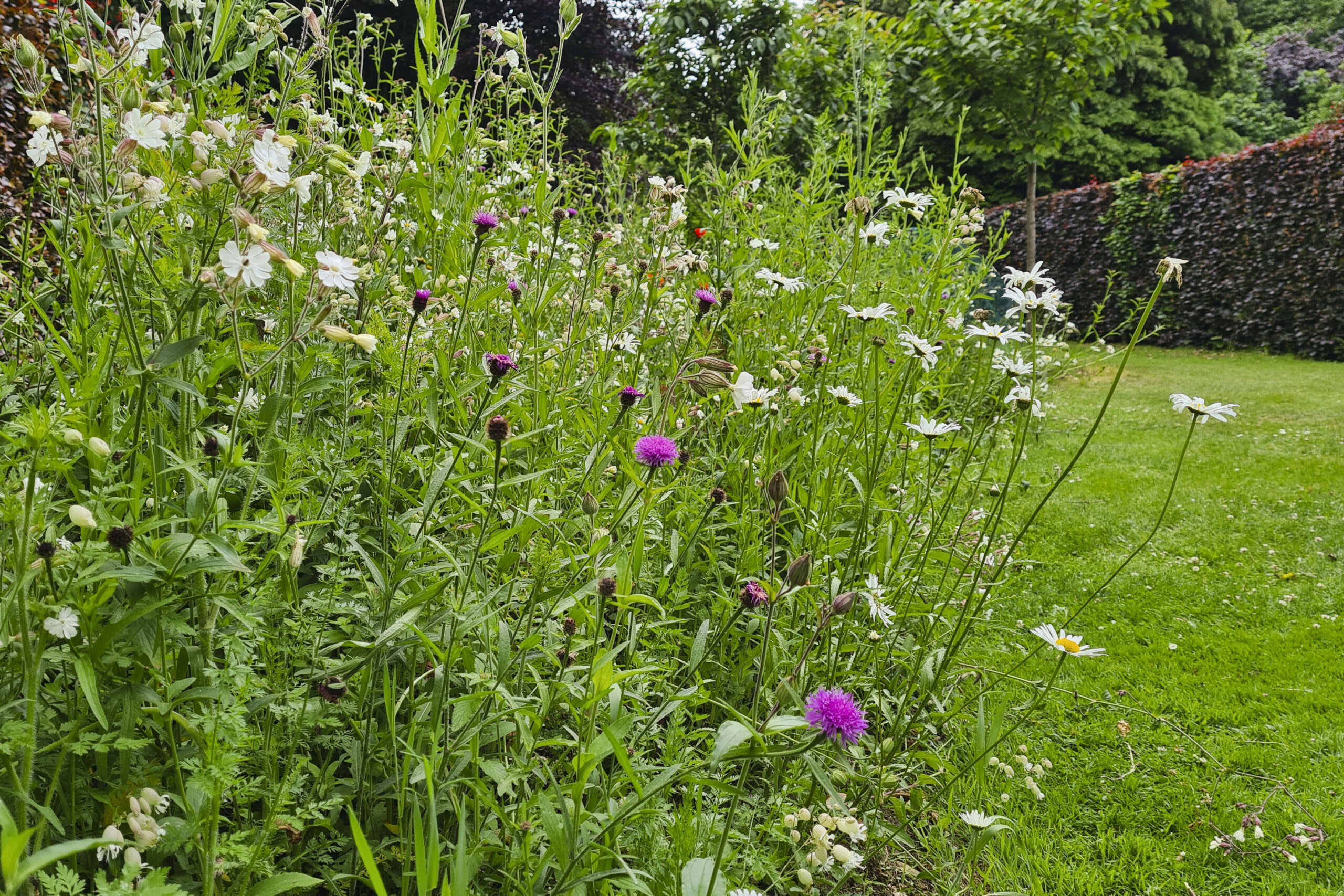 Lievehelp tuinontwerp – Biodiverse kruidentuin, wadi en bloemenweide Wilrijk Lievehelp tuinontwerp - Biodiverse kruidentuin, wadi en bloemenweide Wilrijk