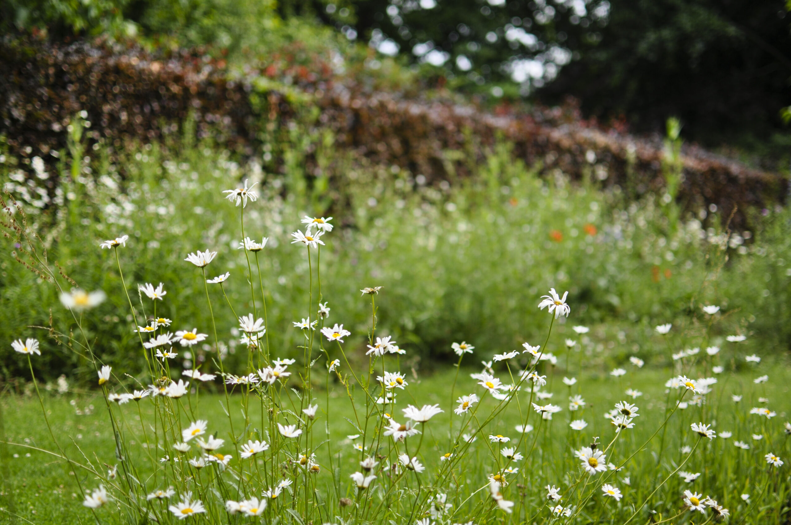 Lievehelp tuinontwerp – Biodiverse kruidentuin, wadi en bloemenweide Wilrijk Lievehelp tuinontwerp - Biodiverse kruidentuin, wadi en bloemenweide Wilrijk