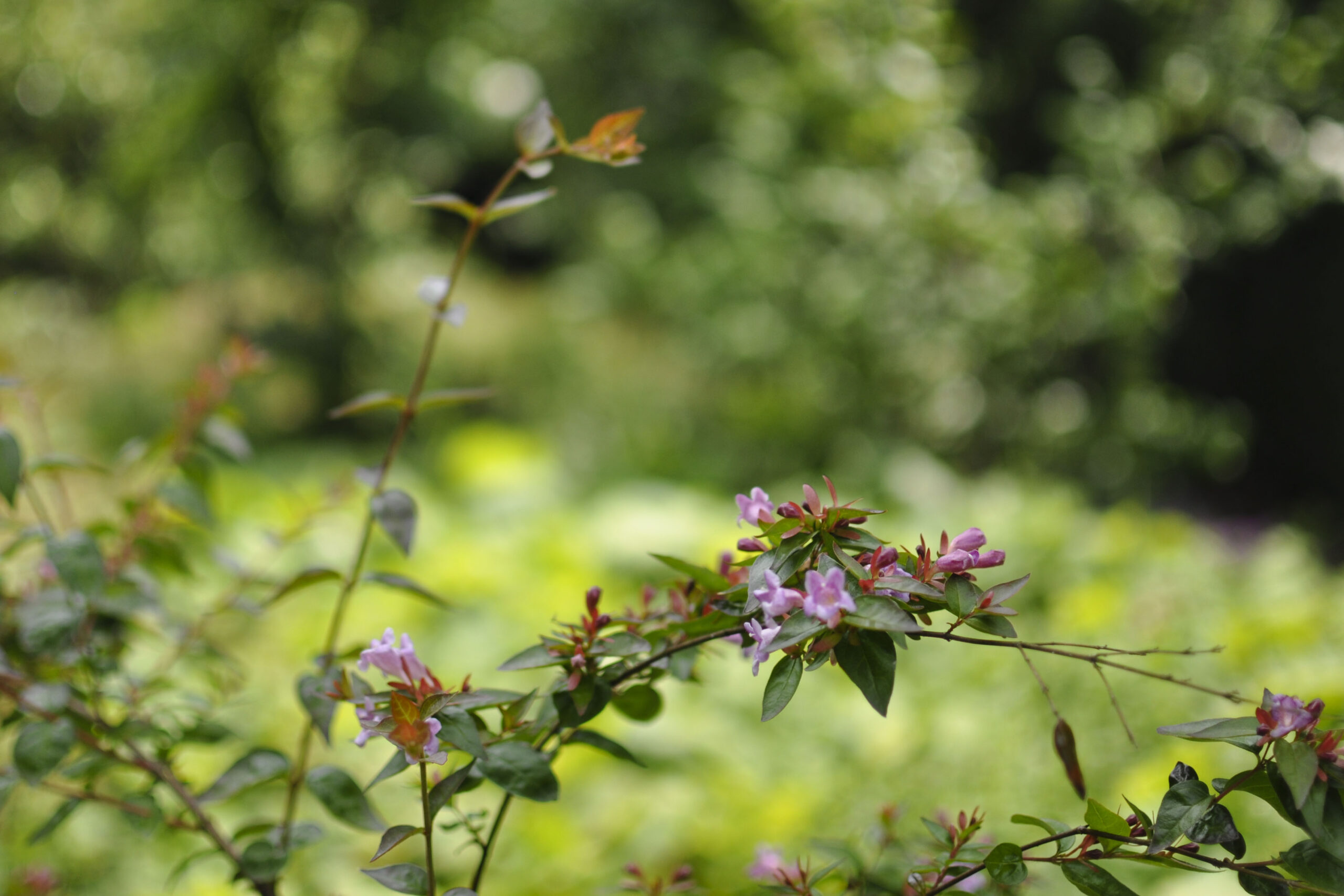 Lievehelp tuinontwerp – Biodiverse kruidentuin, wadi en bloemenweide Wilrijk Lievehelp tuinontwerp - Biodiverse kruidentuin, wadi en bloemenweide Wilrijk
