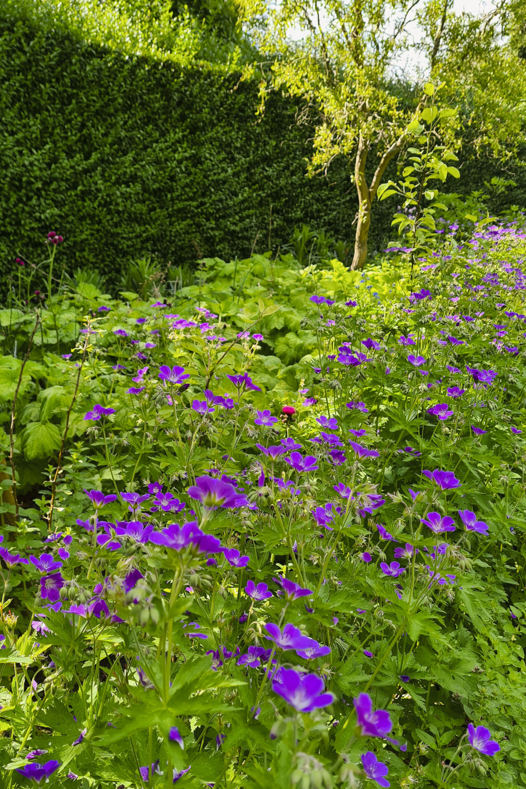 Lievehelp tuinontwerp – Biodiverse kruidentuin, wadi en bloemenweide Wilrijk Lievehelp tuinontwerp - Biodiverse kruidentuin, wadi en bloemenweide Wilrijk