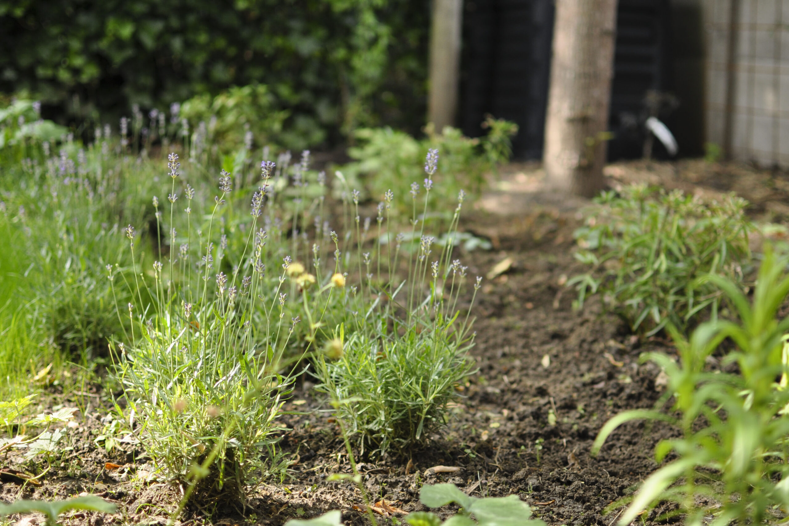 Lievehelp tuinontwerp – gezinstuin met zwemvijver te Mortsel Lievehelp tuinontwerp - gezinstuin met zwemvijver te Mortsel