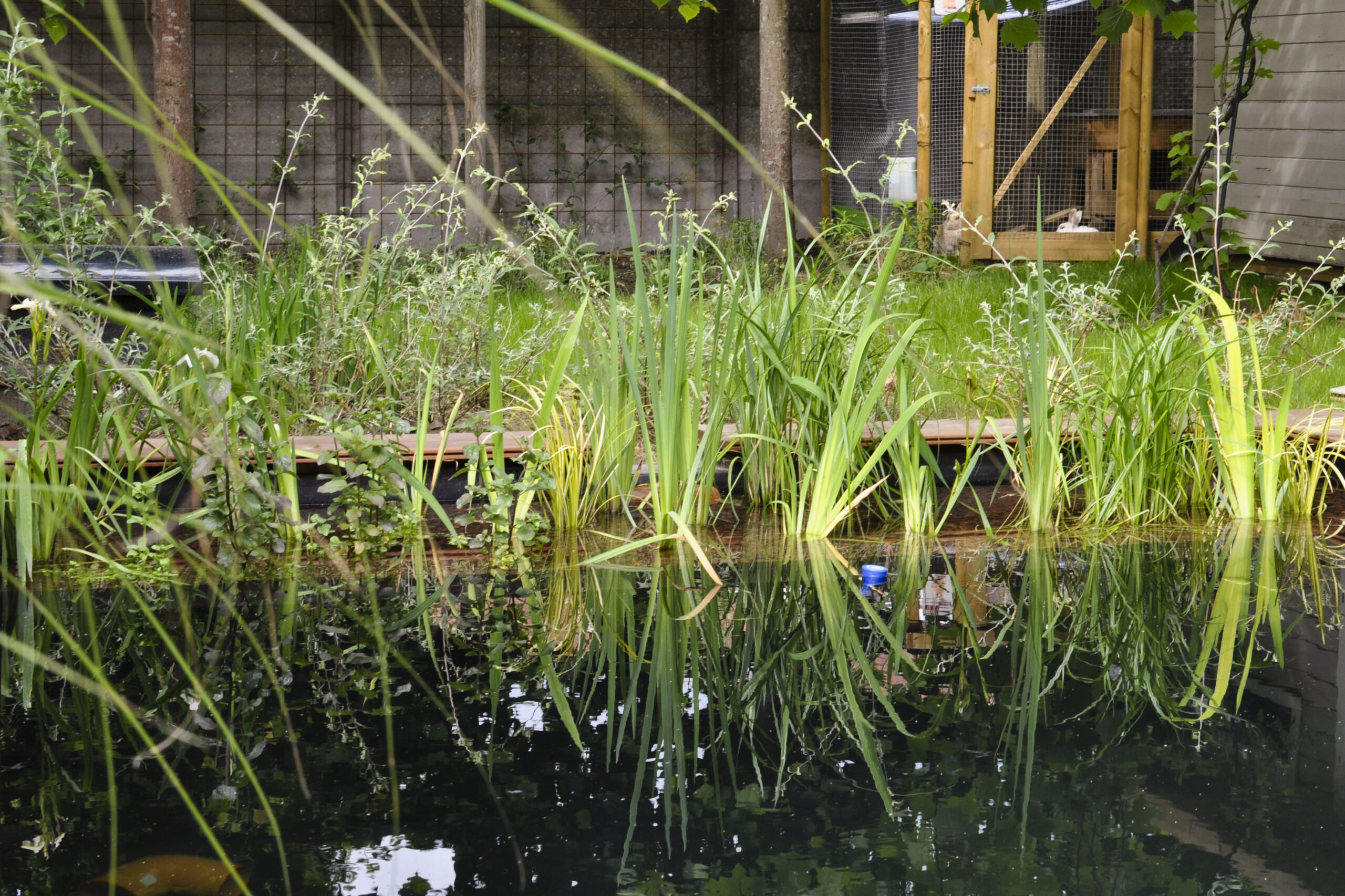 Lievehelp tuinontwerp – gezinstuin met zwemvijver te Mortsel Lievehelp tuinontwerp - gezinstuin met zwemvijver te Mortsel