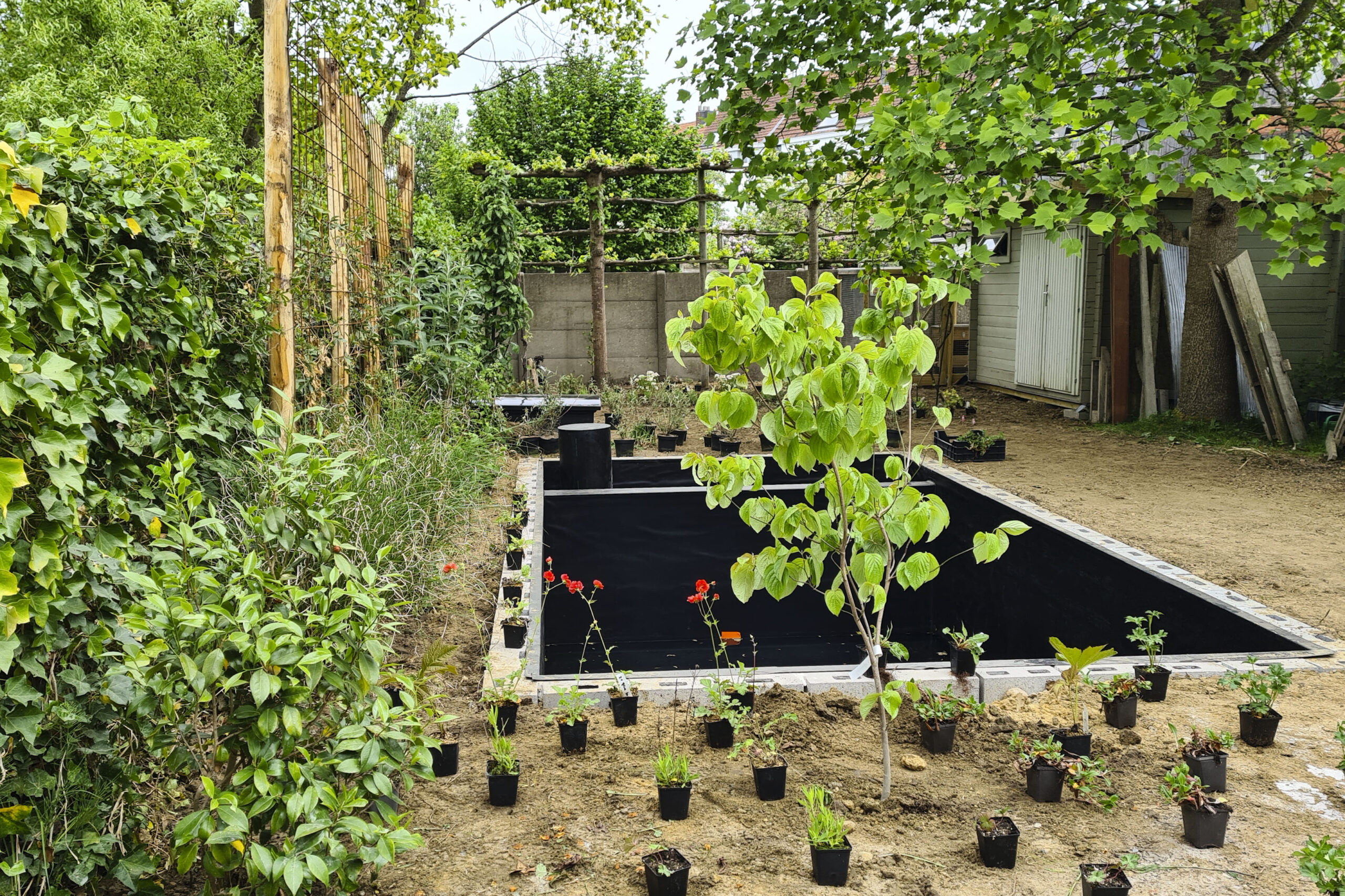 Lievehelp tuinontwerp – gezinstuin met zwemvijver te Mortsel Lievehelp tuinontwerp - gezinstuin met zwemvijver te Mortsel
